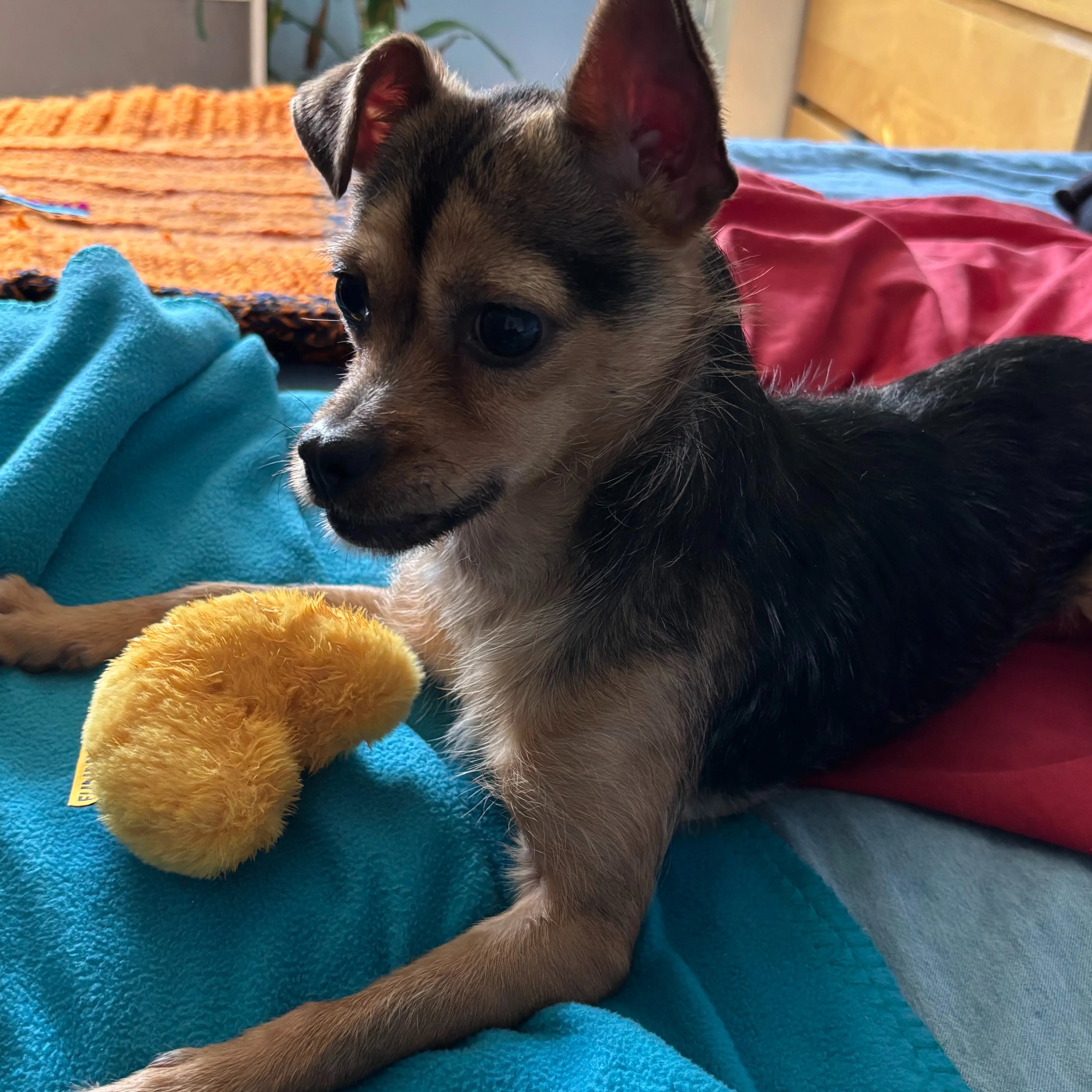 Found pet-1