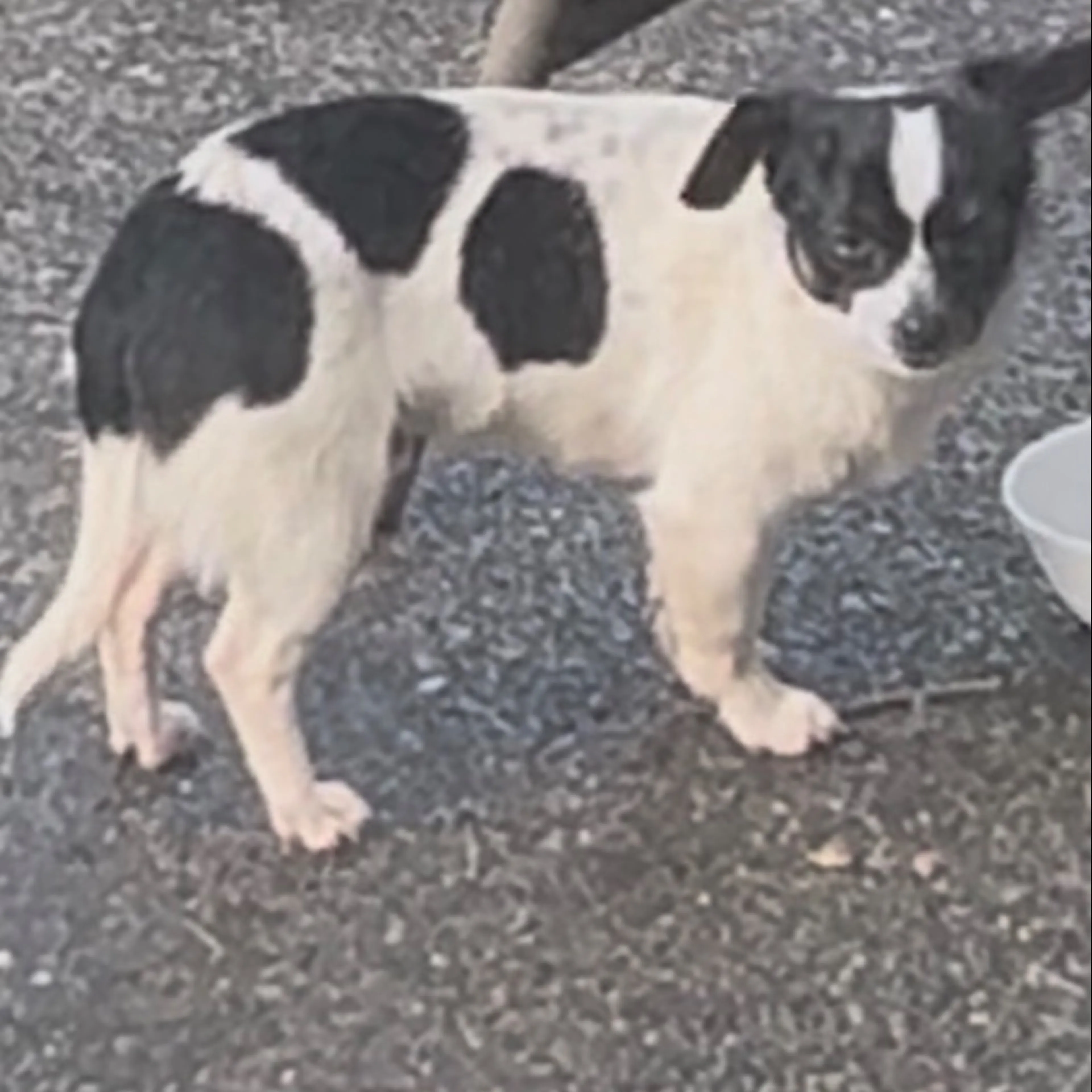 Lost pet