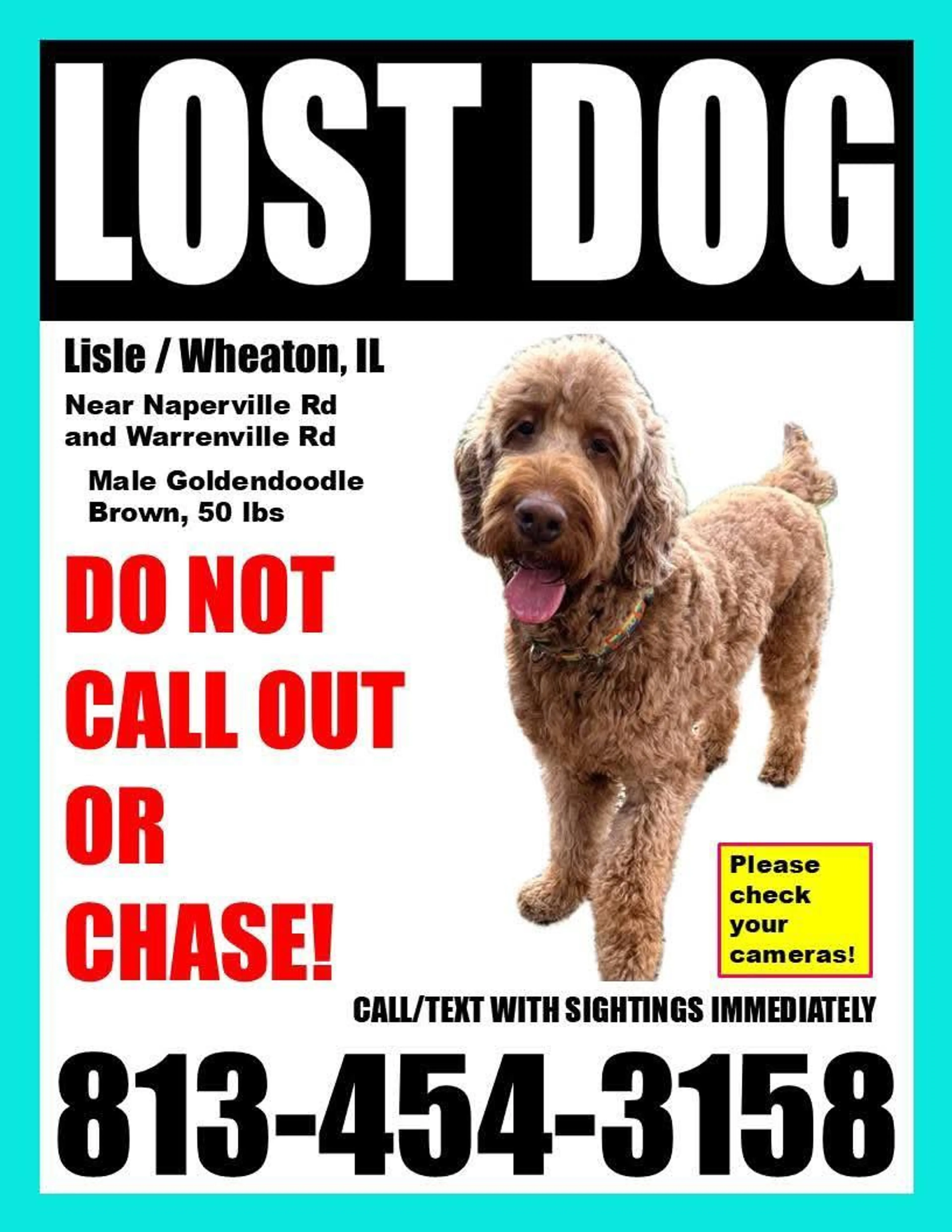 Lost pet