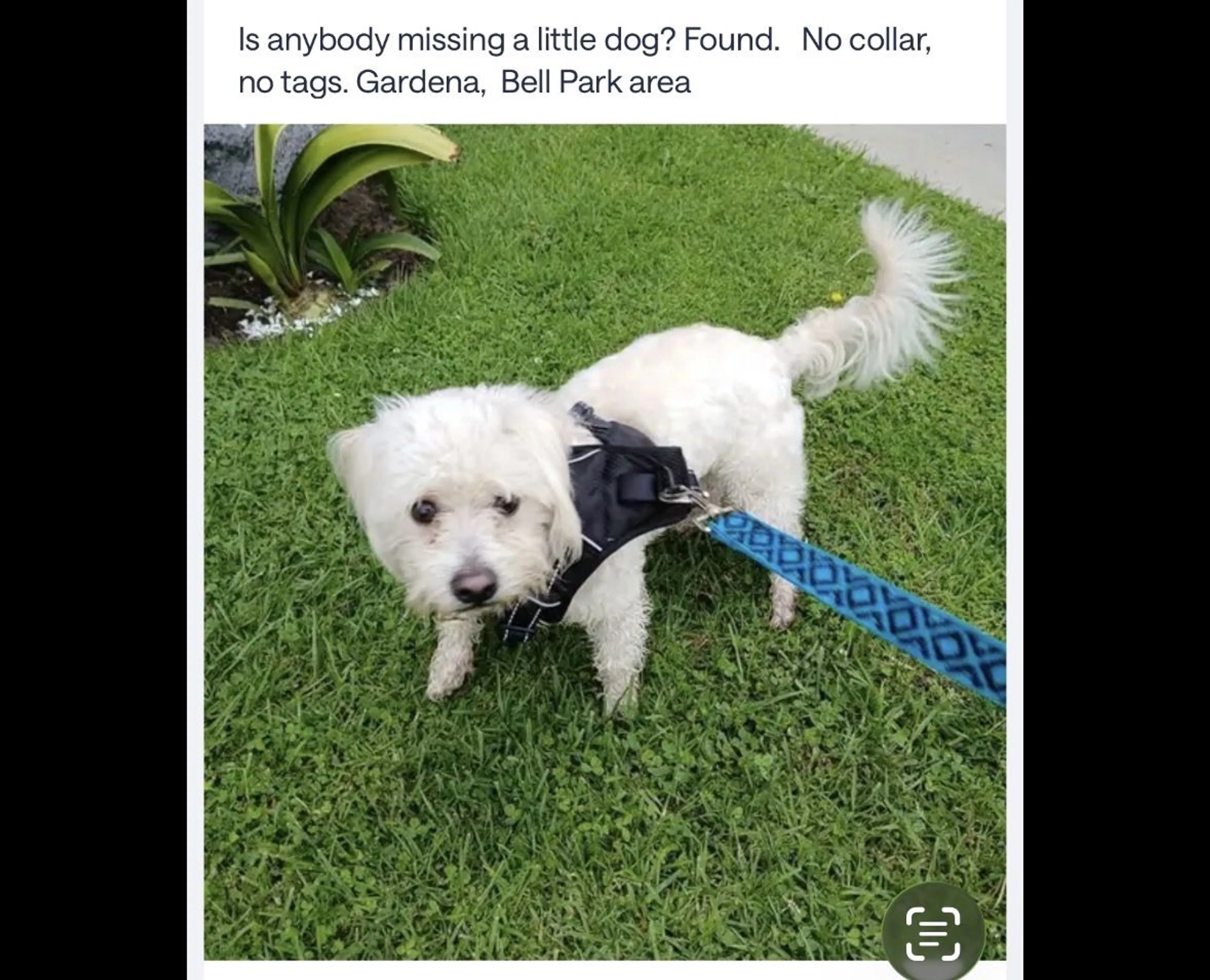 Lost pet