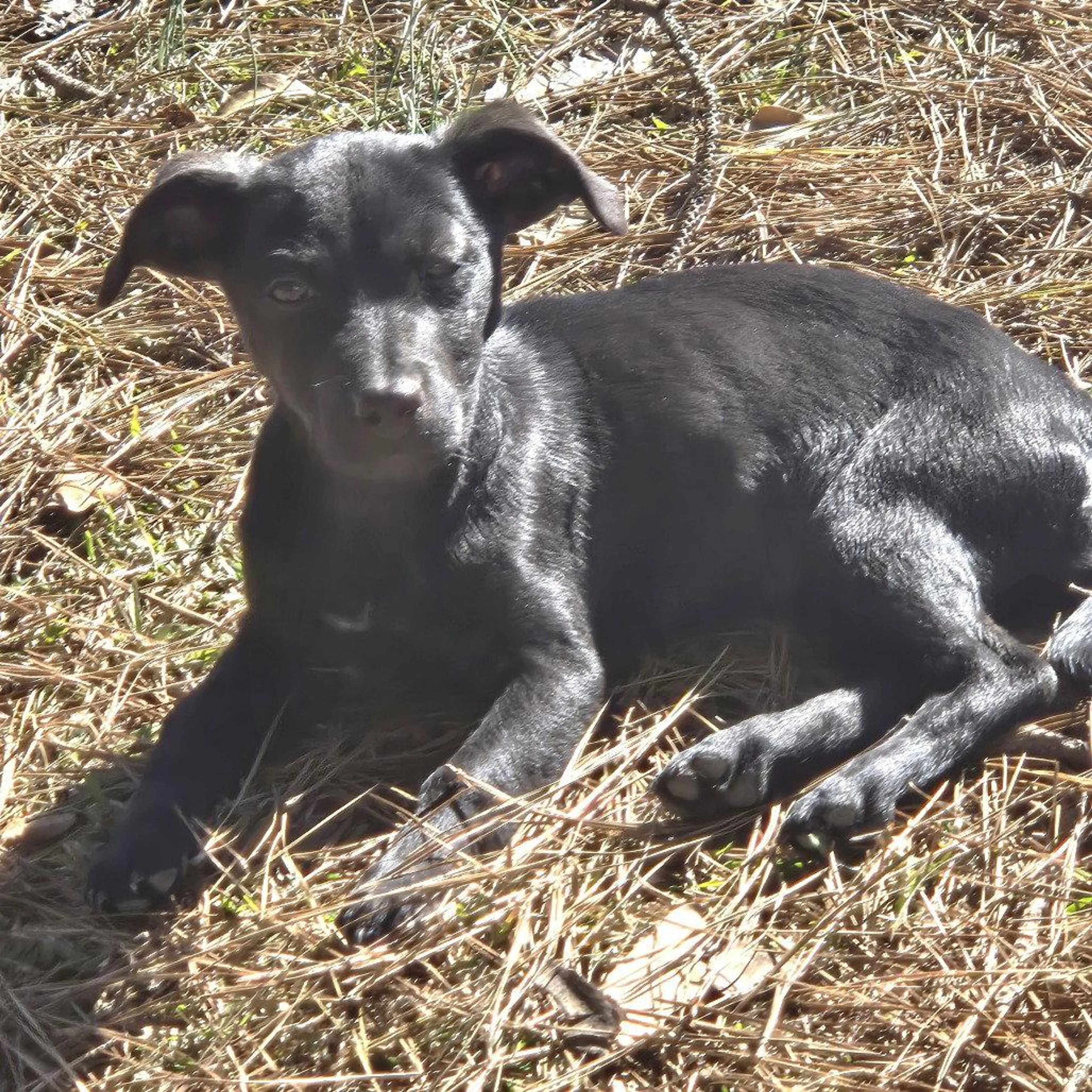 Found pet