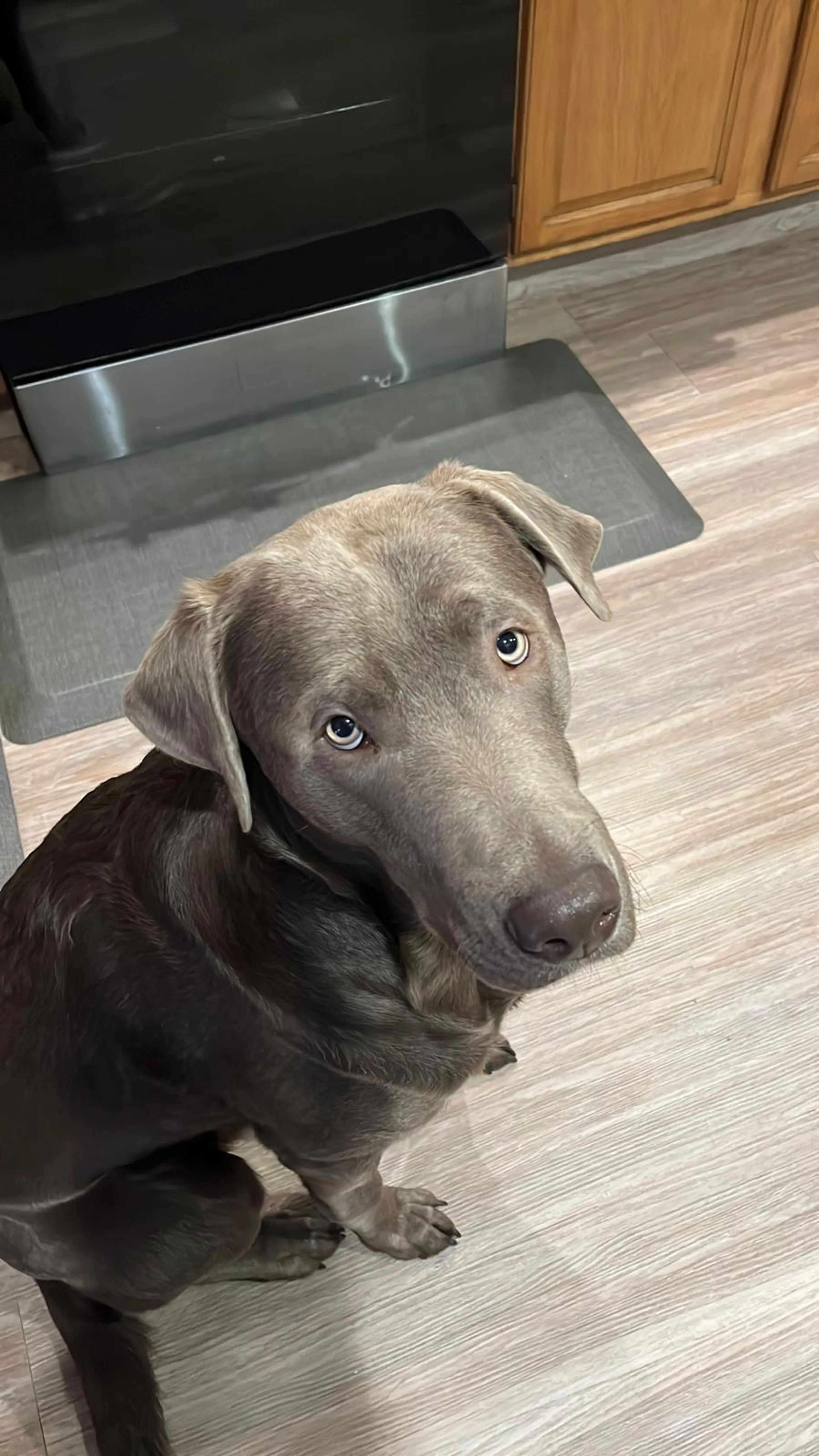 Found pet-4