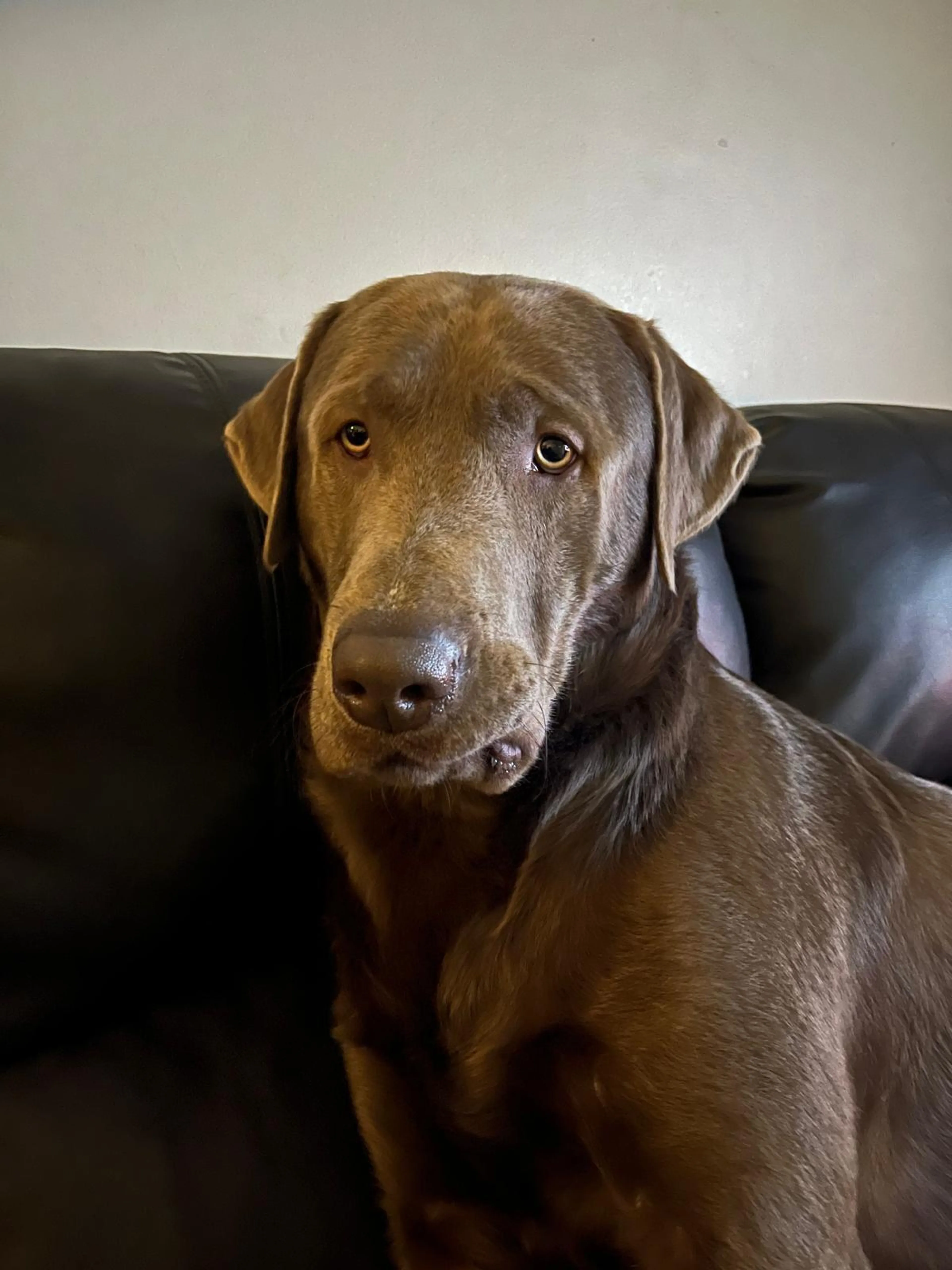 Found pet-1