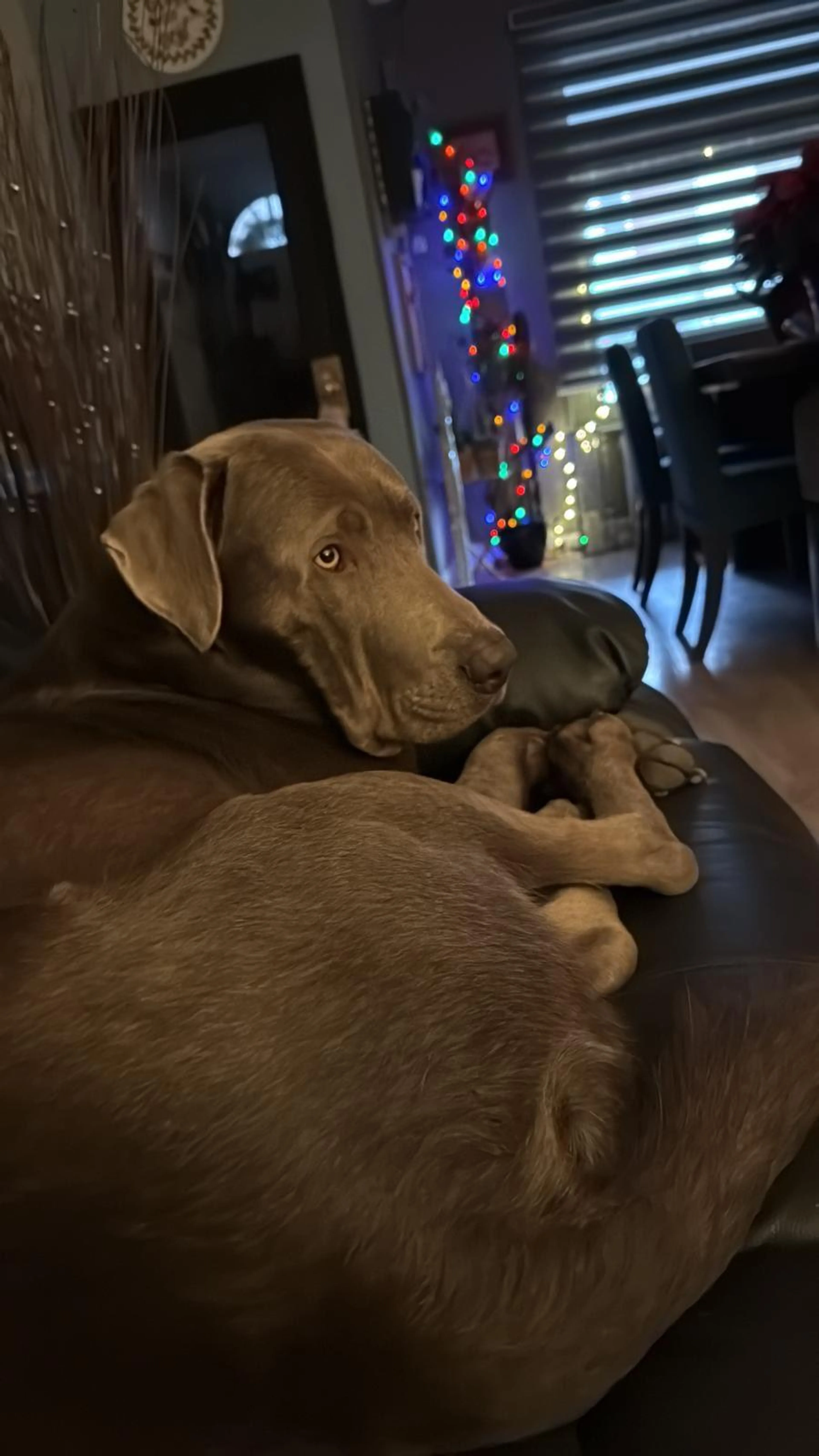 Found pet-2