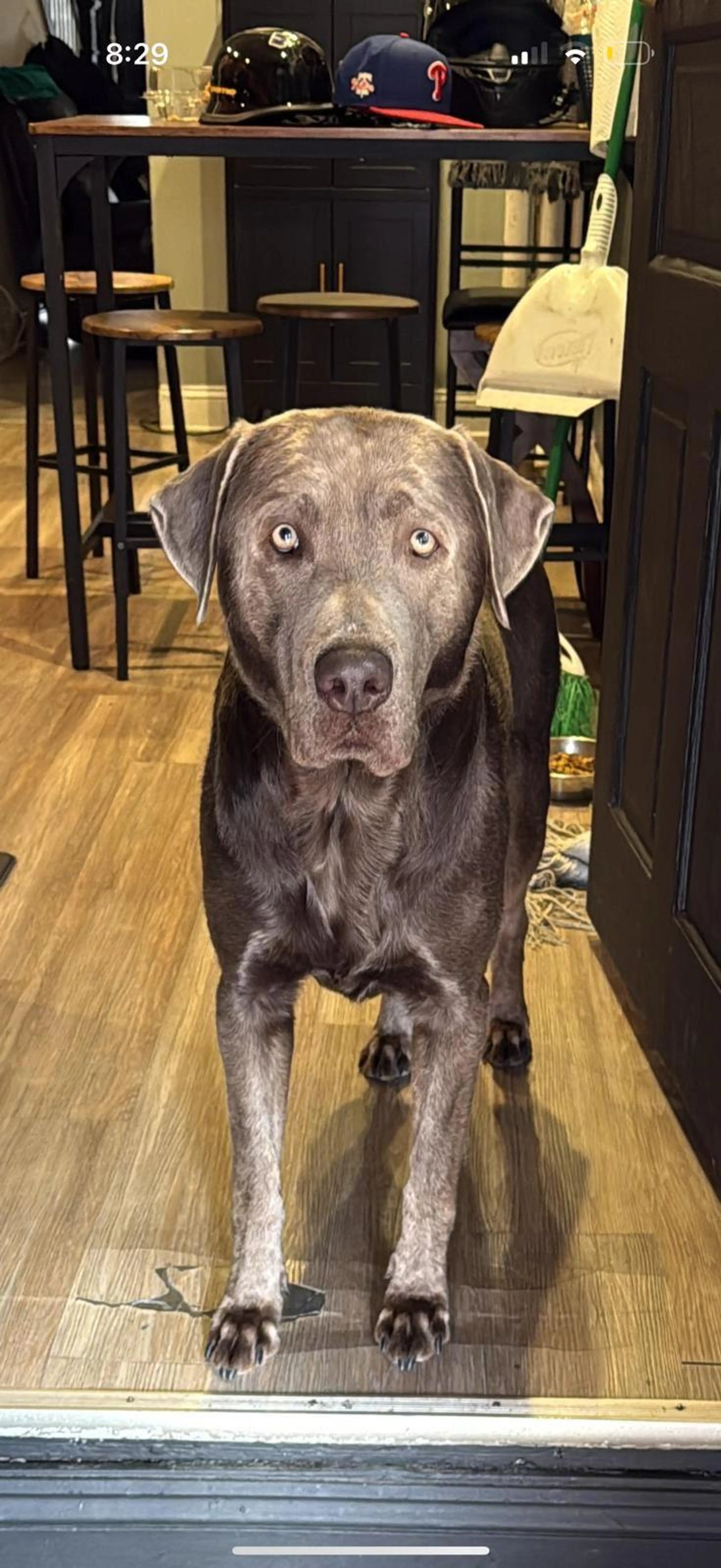 Found pet-3