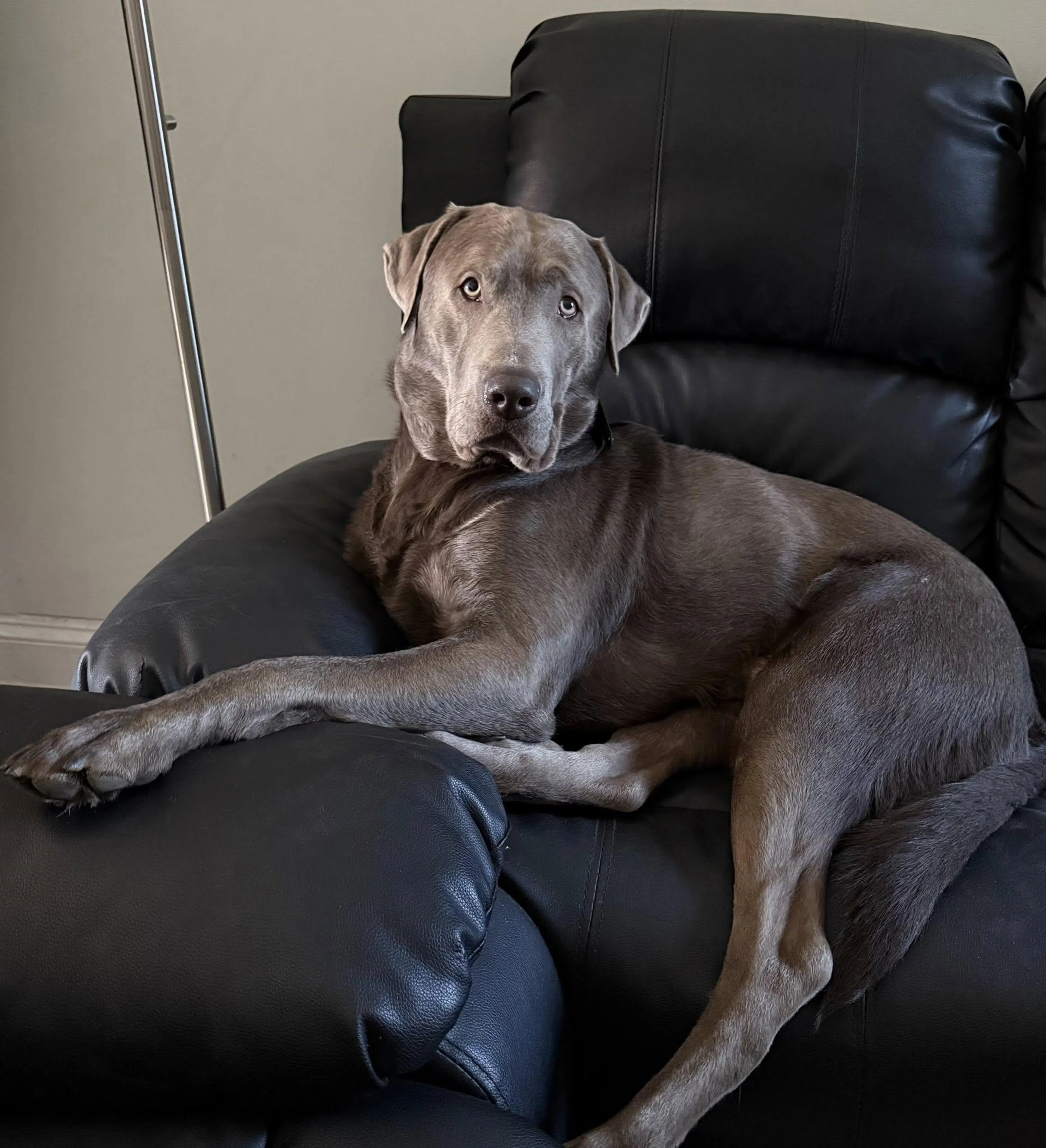 Found pet-5