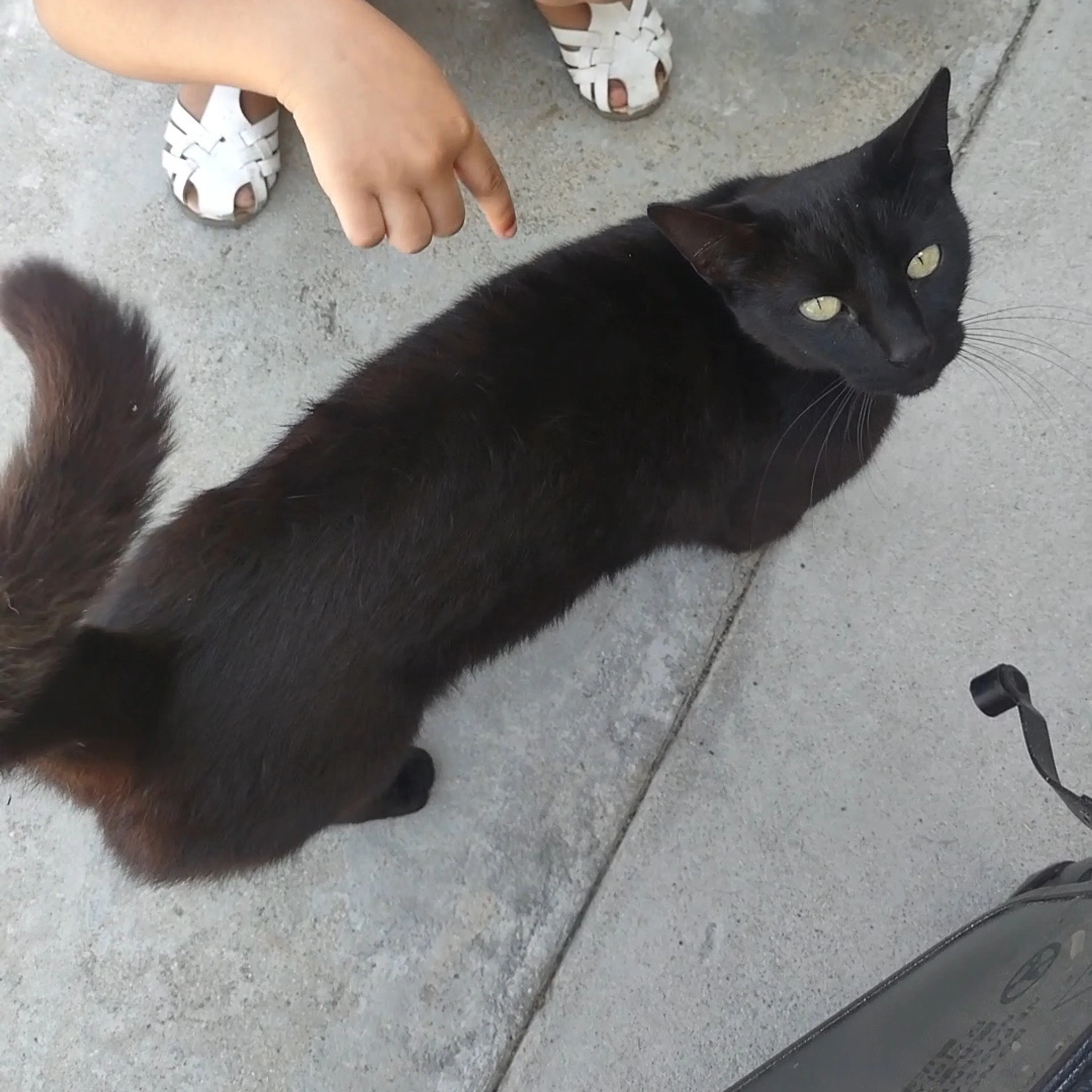 Lost pet-1