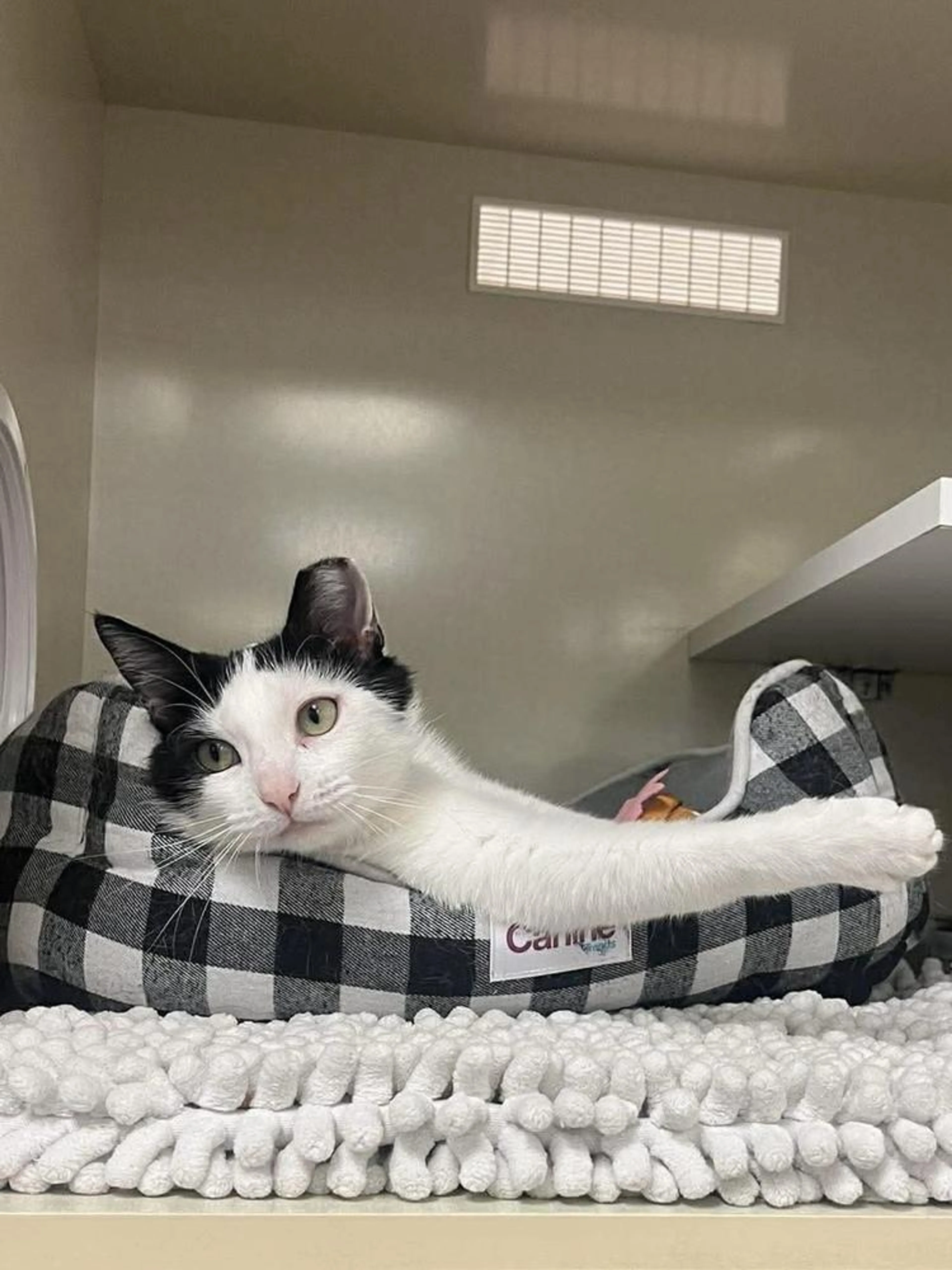 Found pet-4
