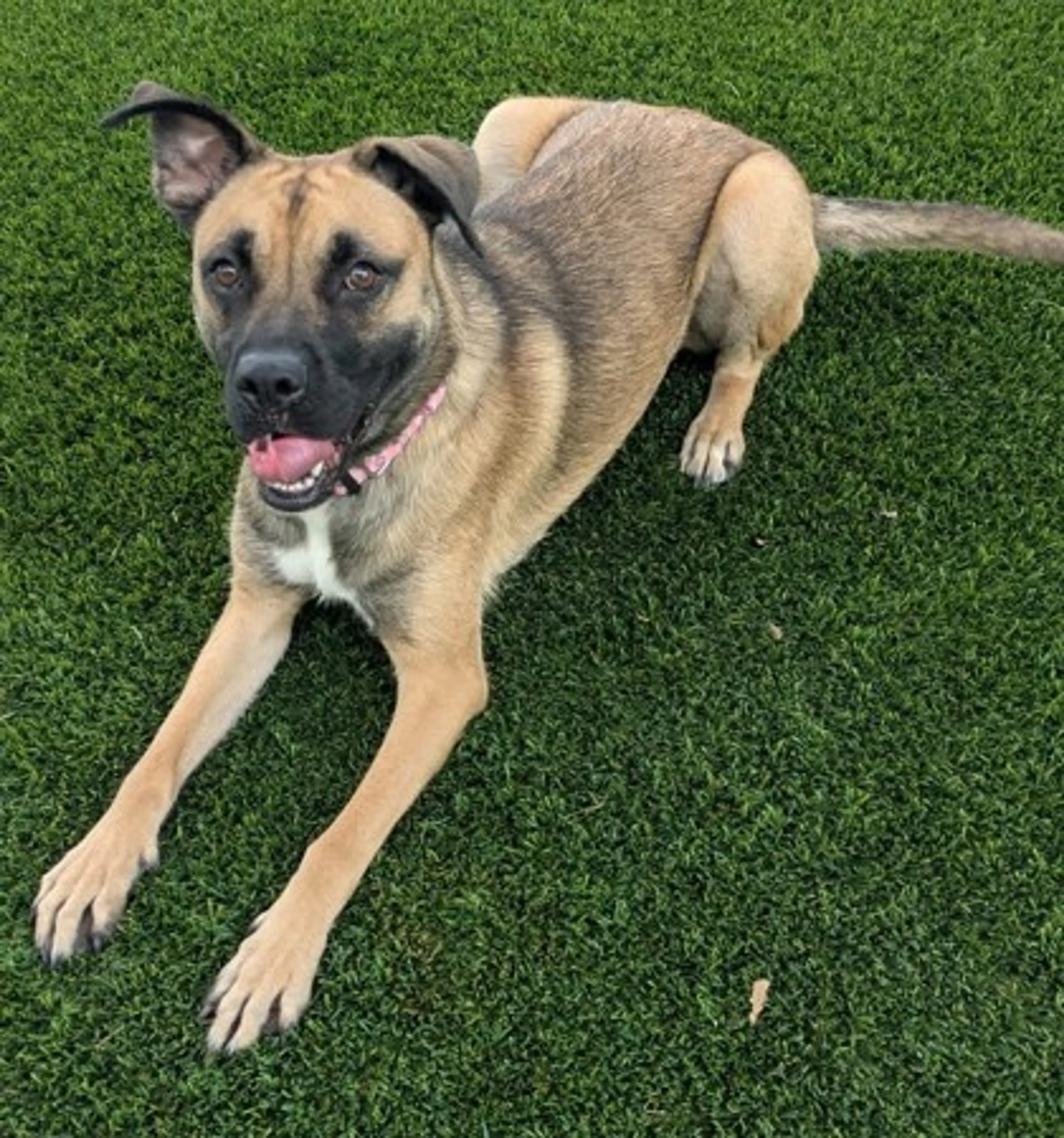 Found pet-2
