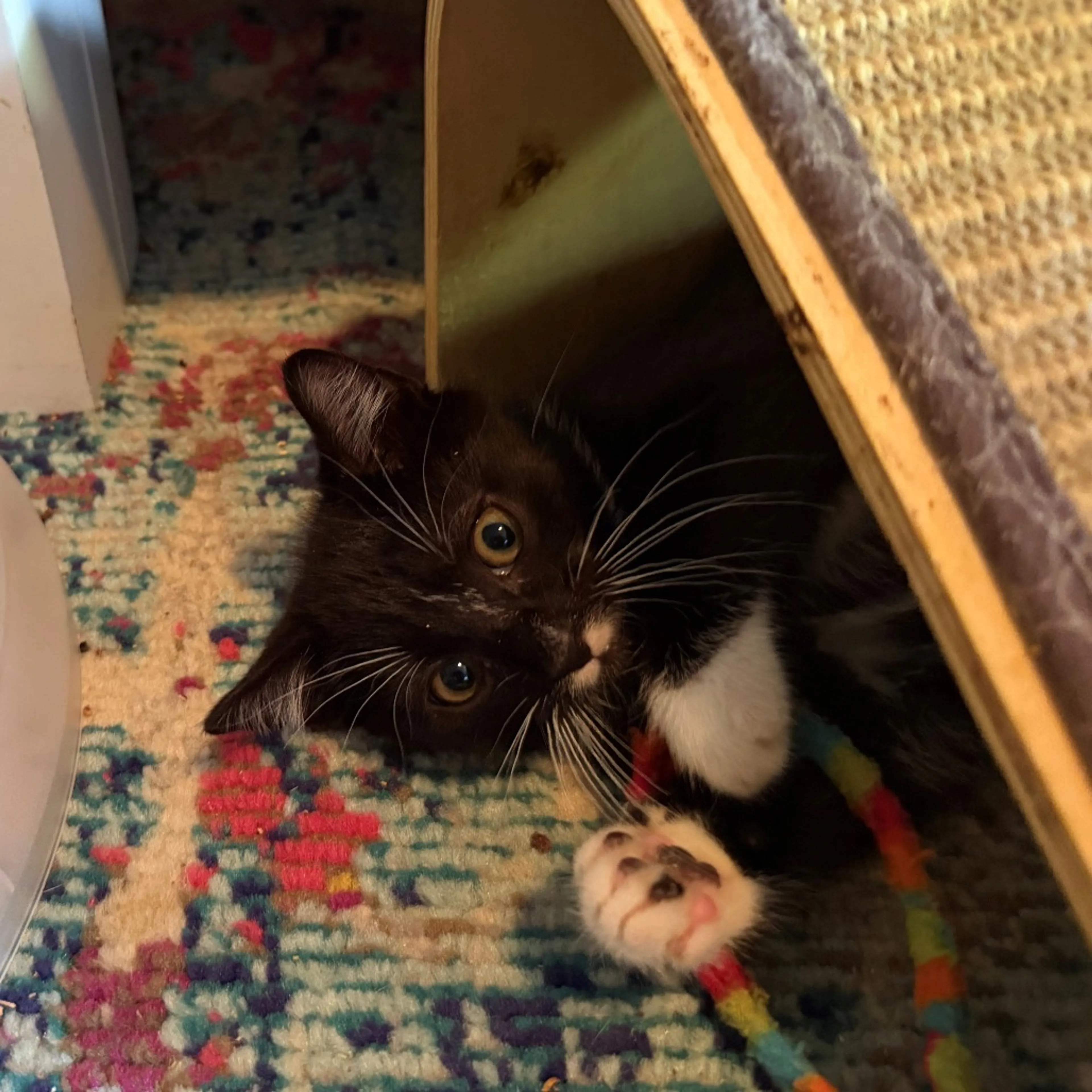 Found pet-2
