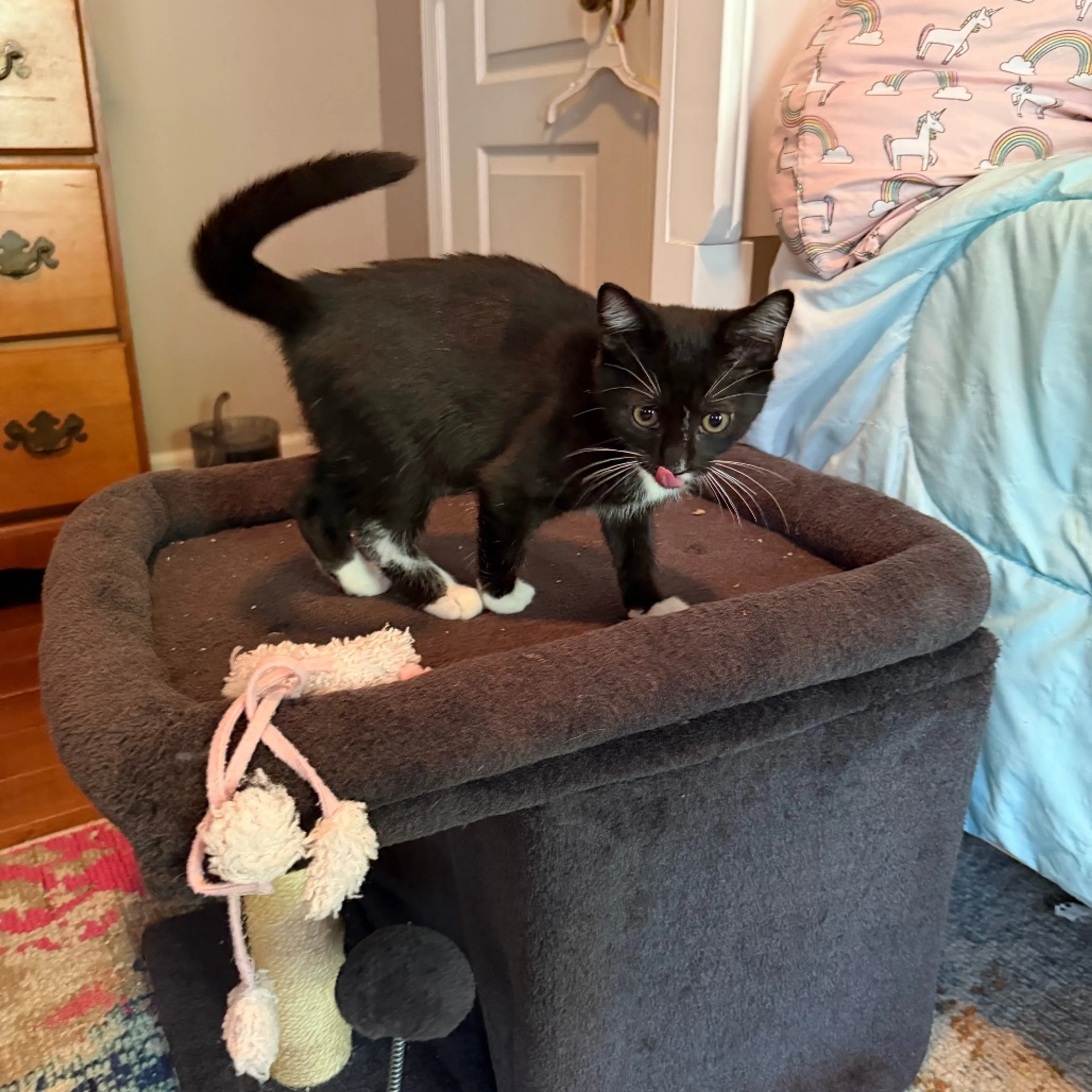 Found pet-1