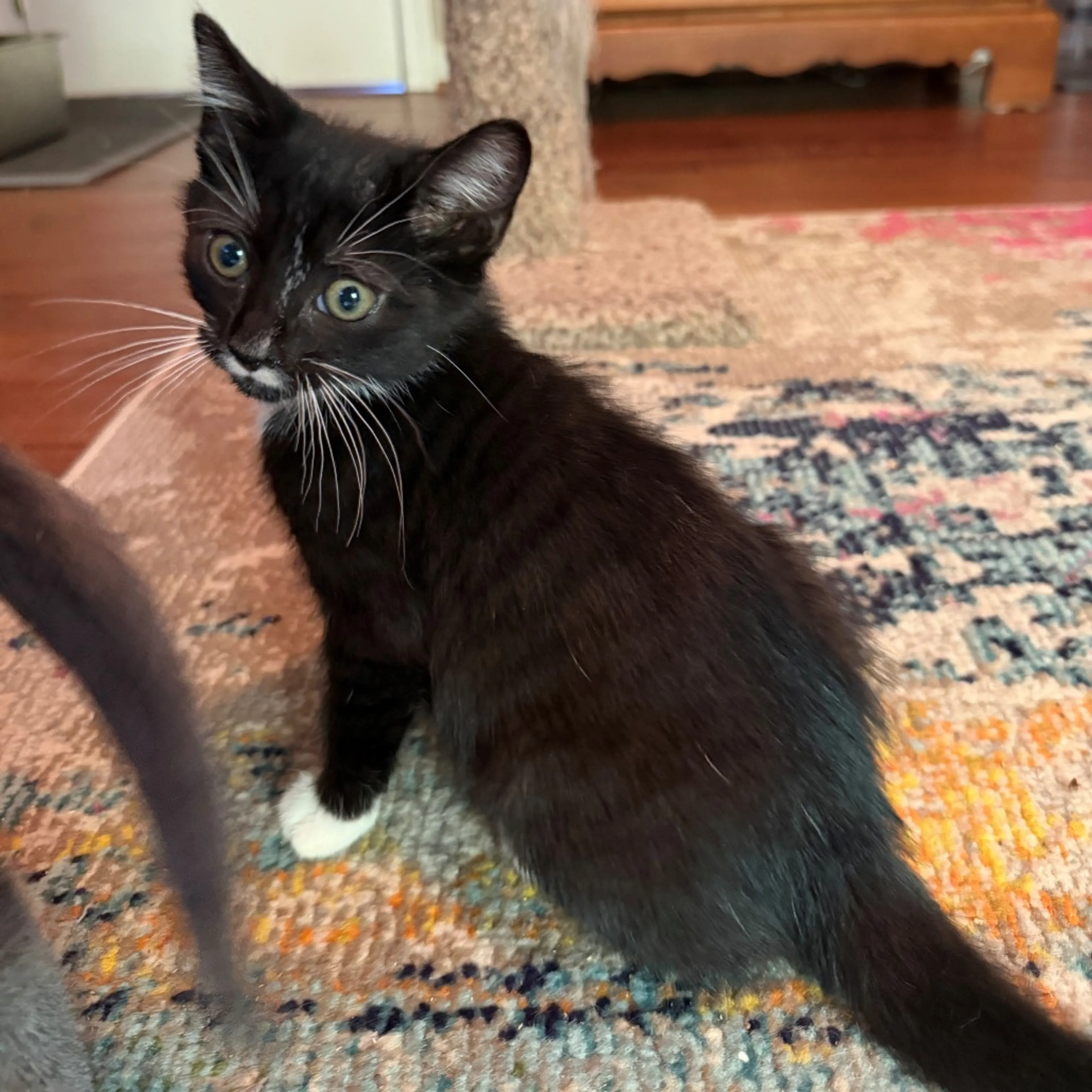 Found pet-0