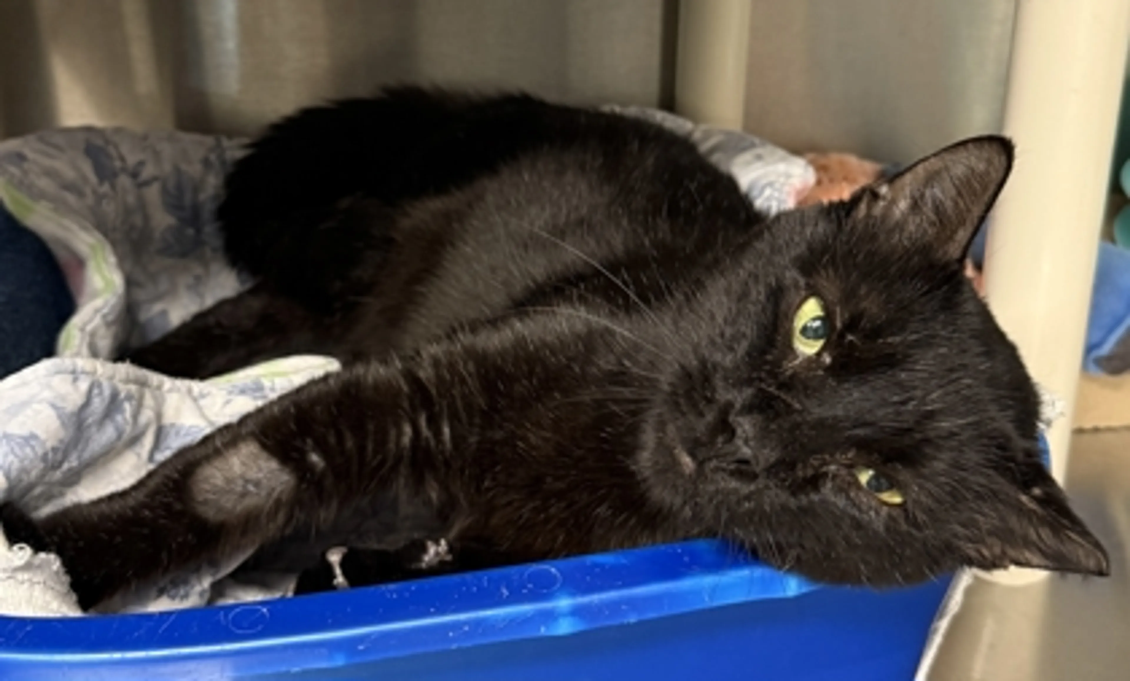 Found pet-2