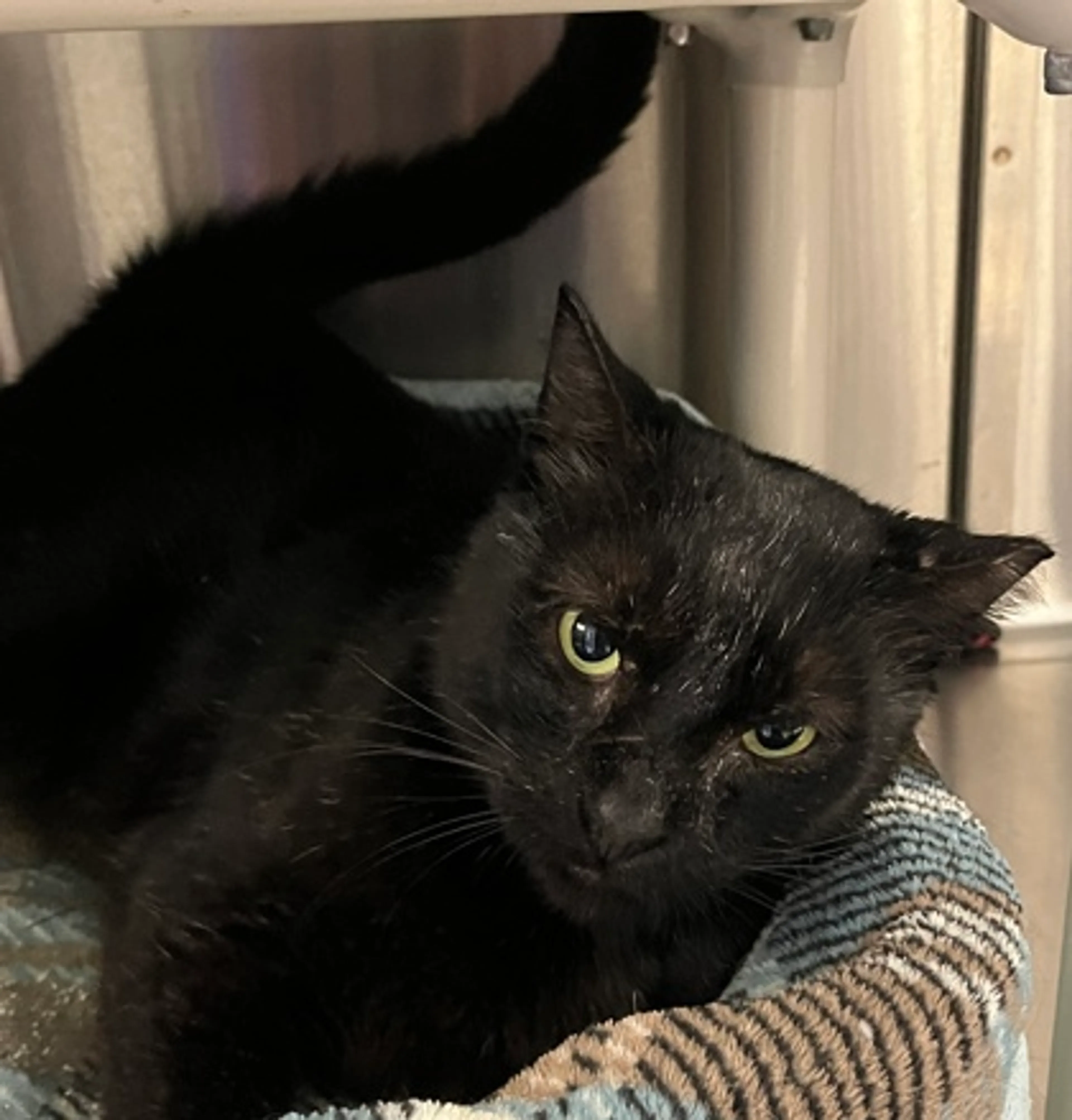 Found pet-1