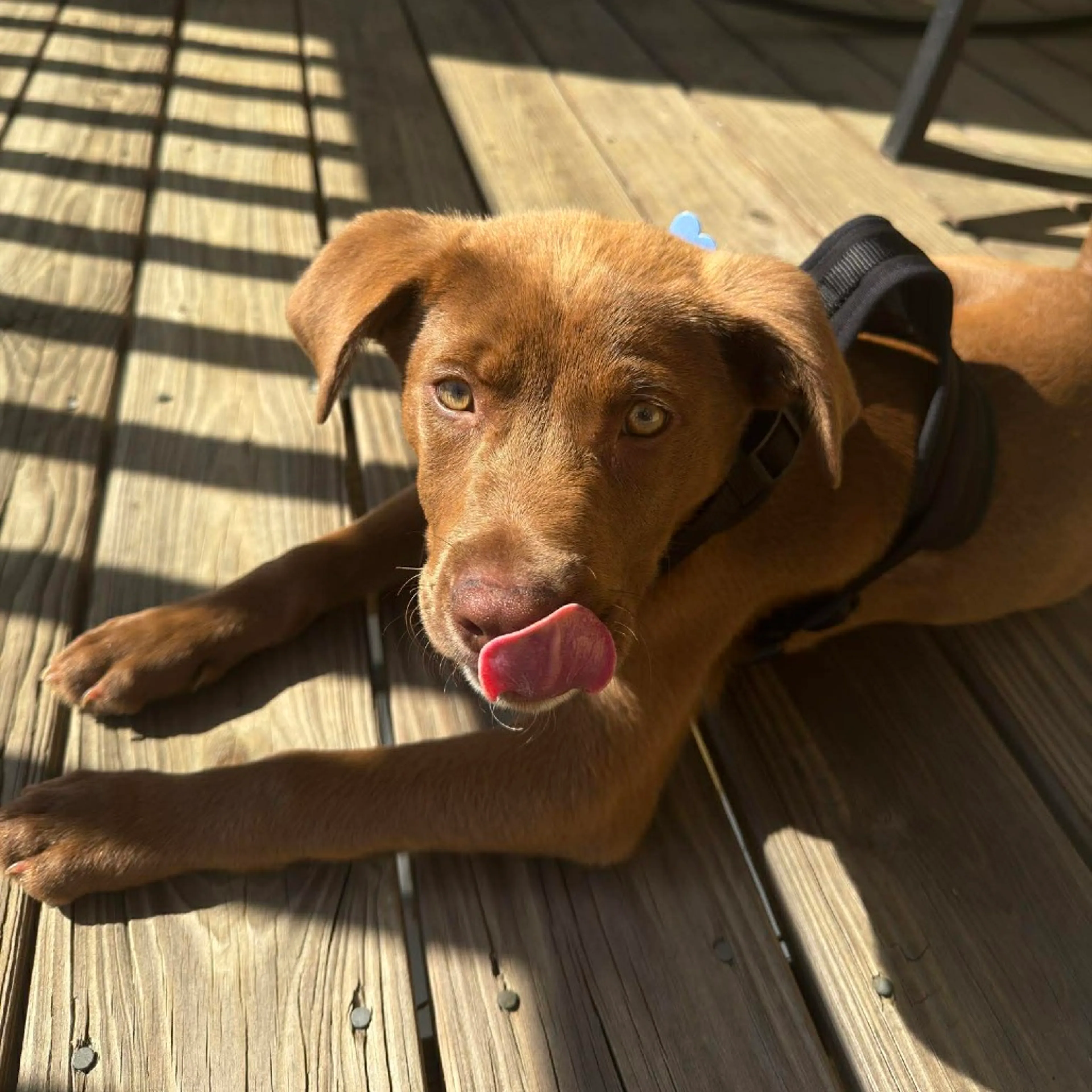 Found pet-1