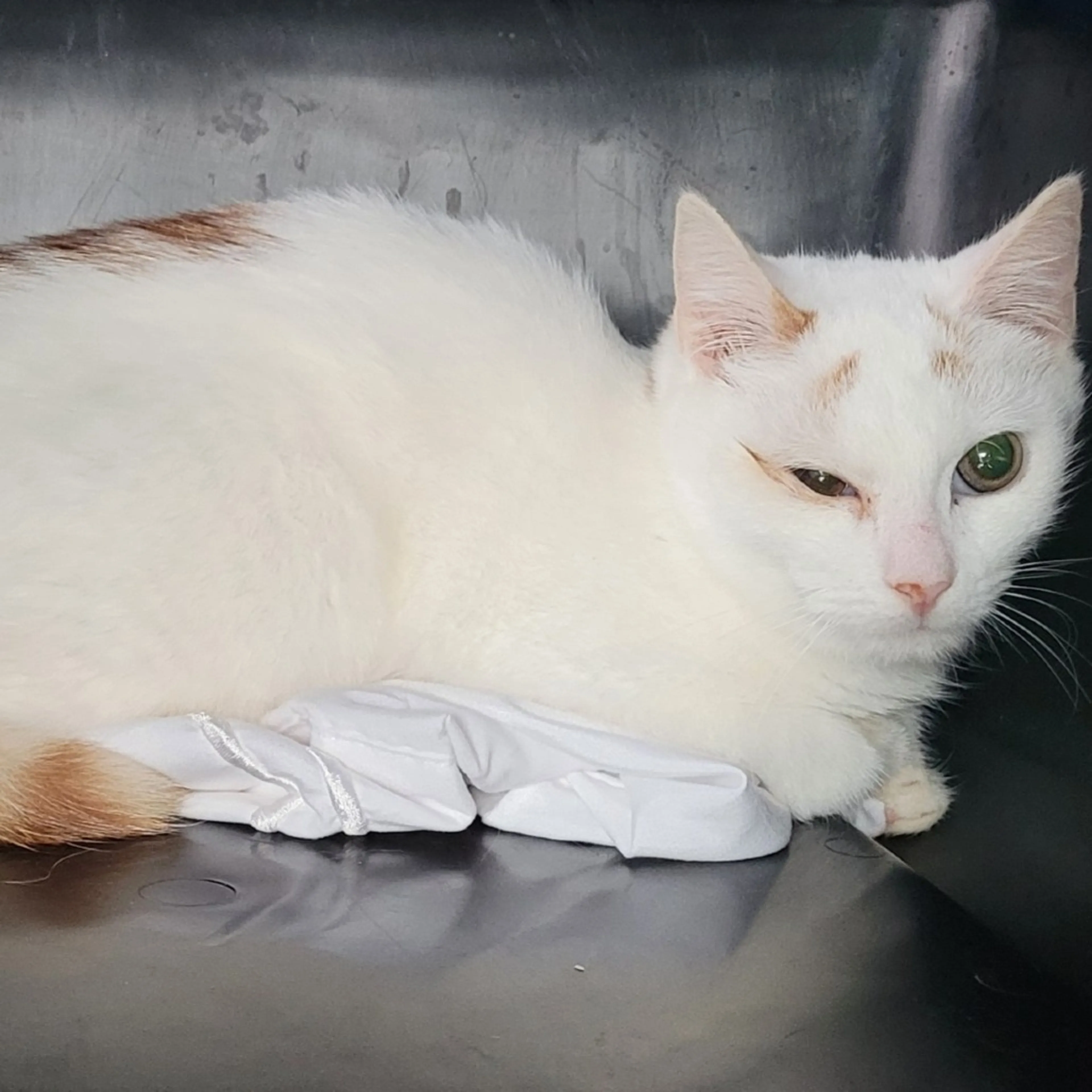 Found pet-1