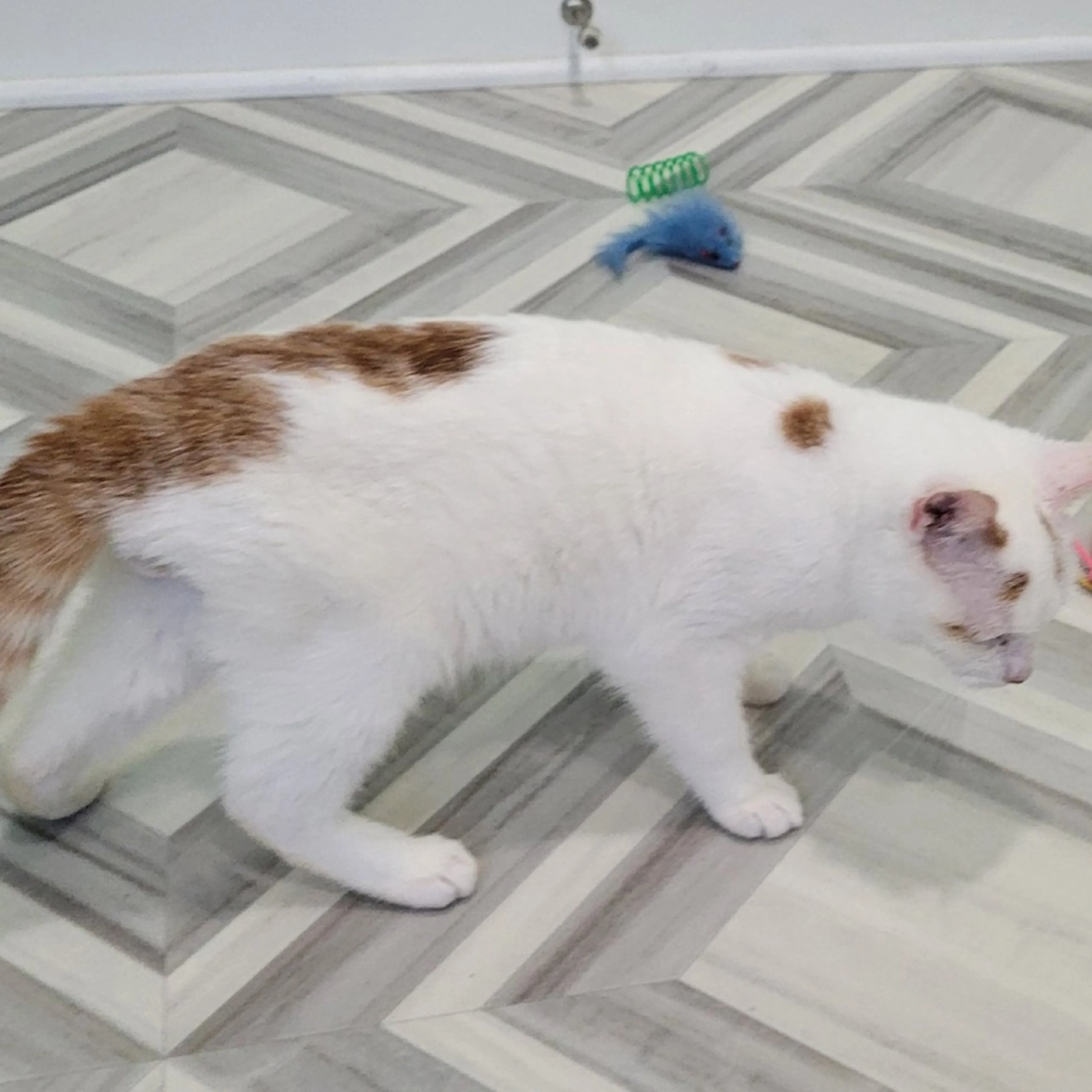 Found pet-3
