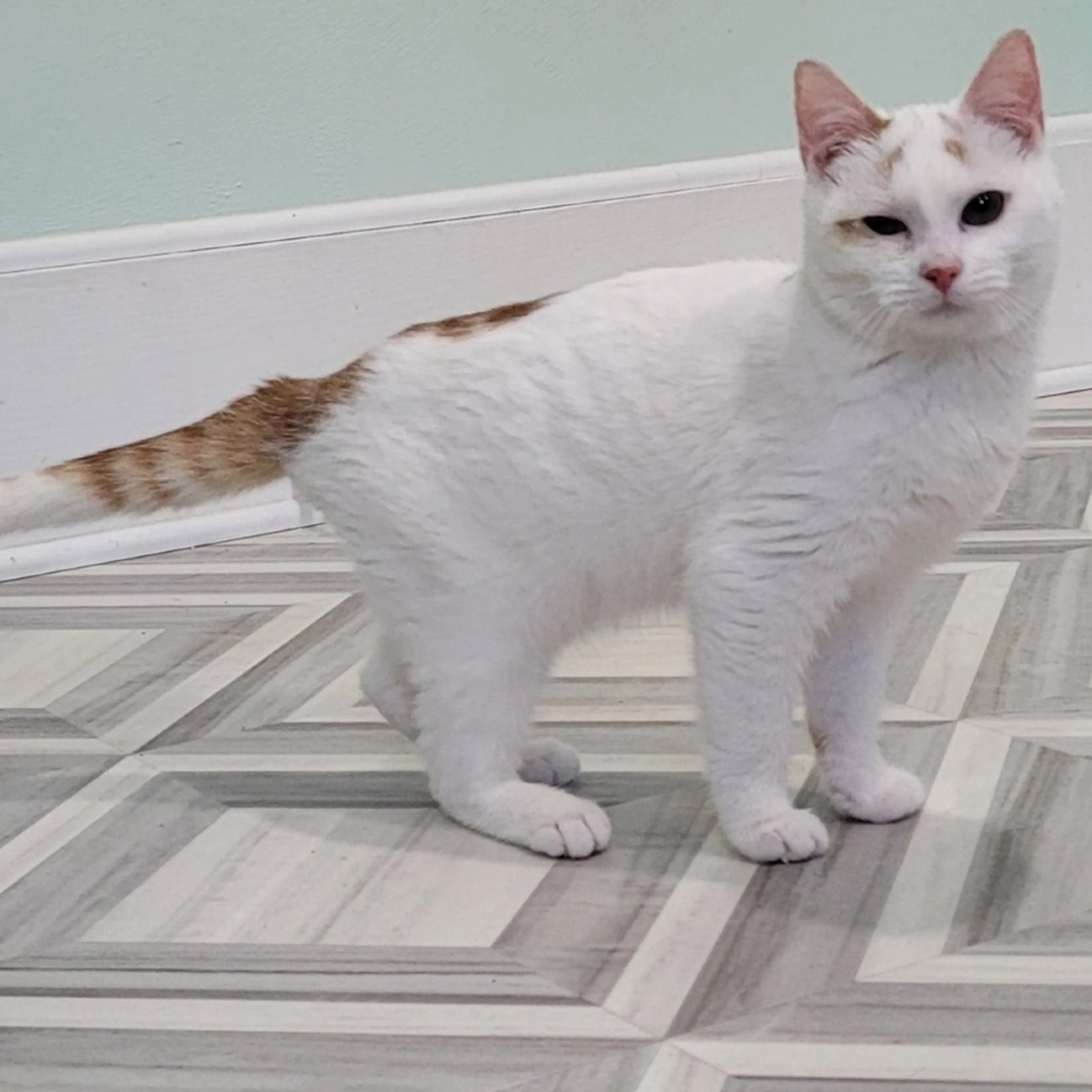 Found pet-0