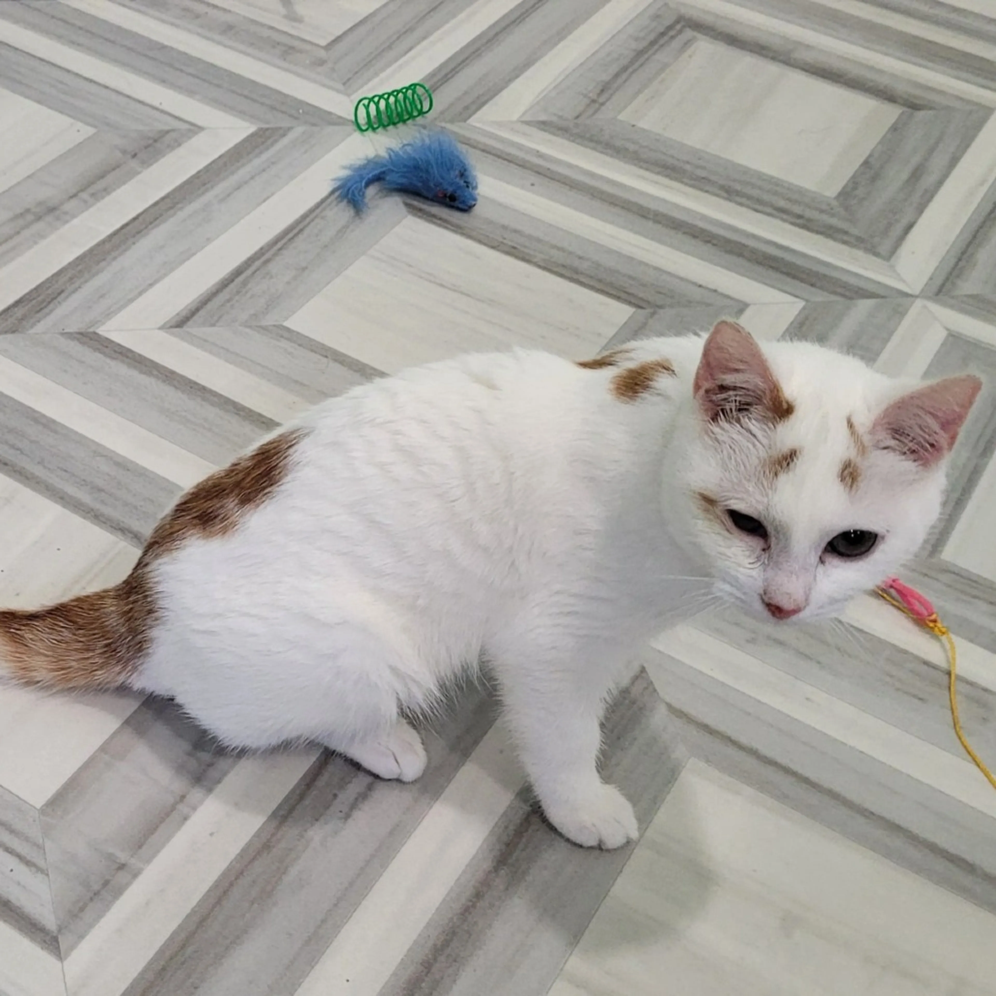 Found pet-2