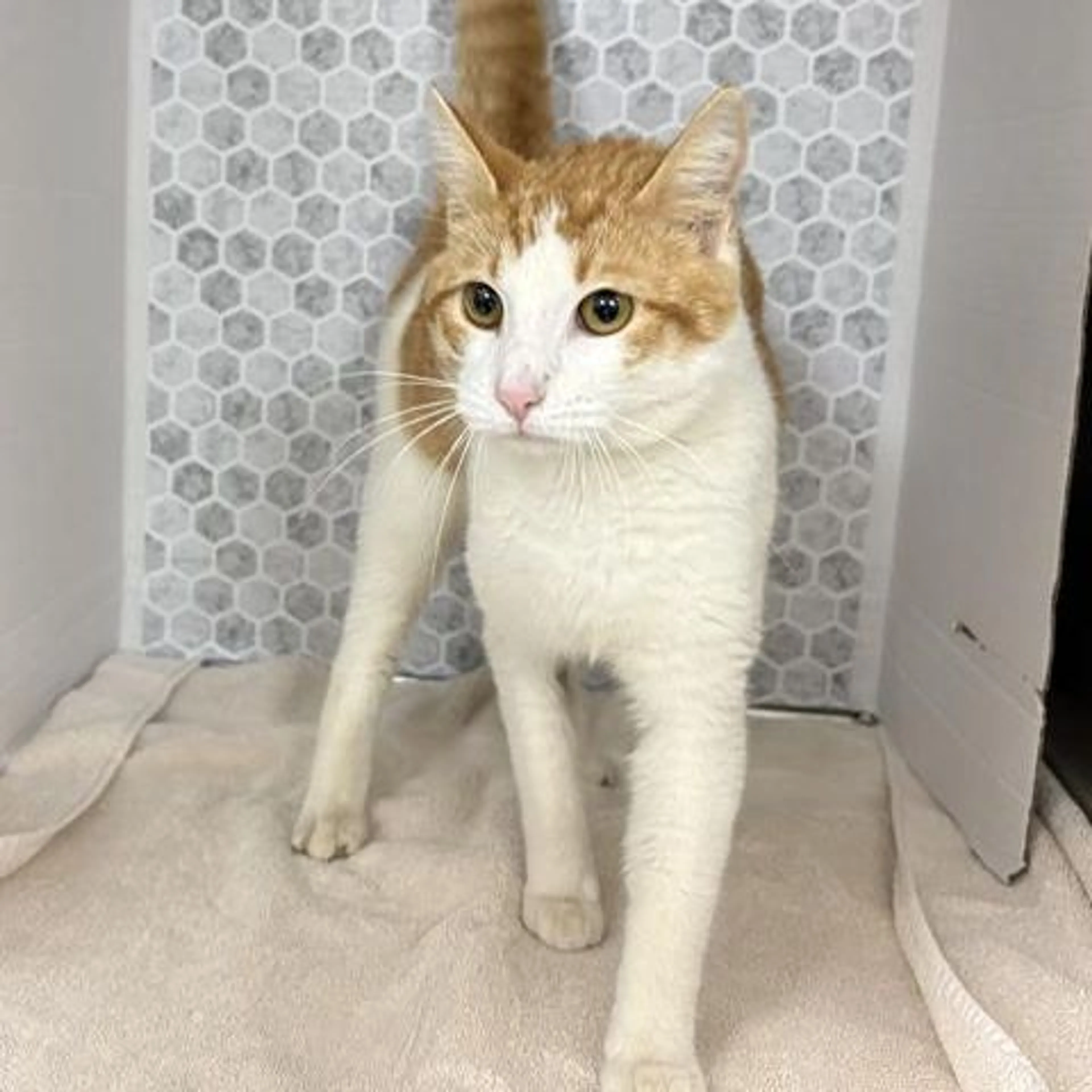 Found pet