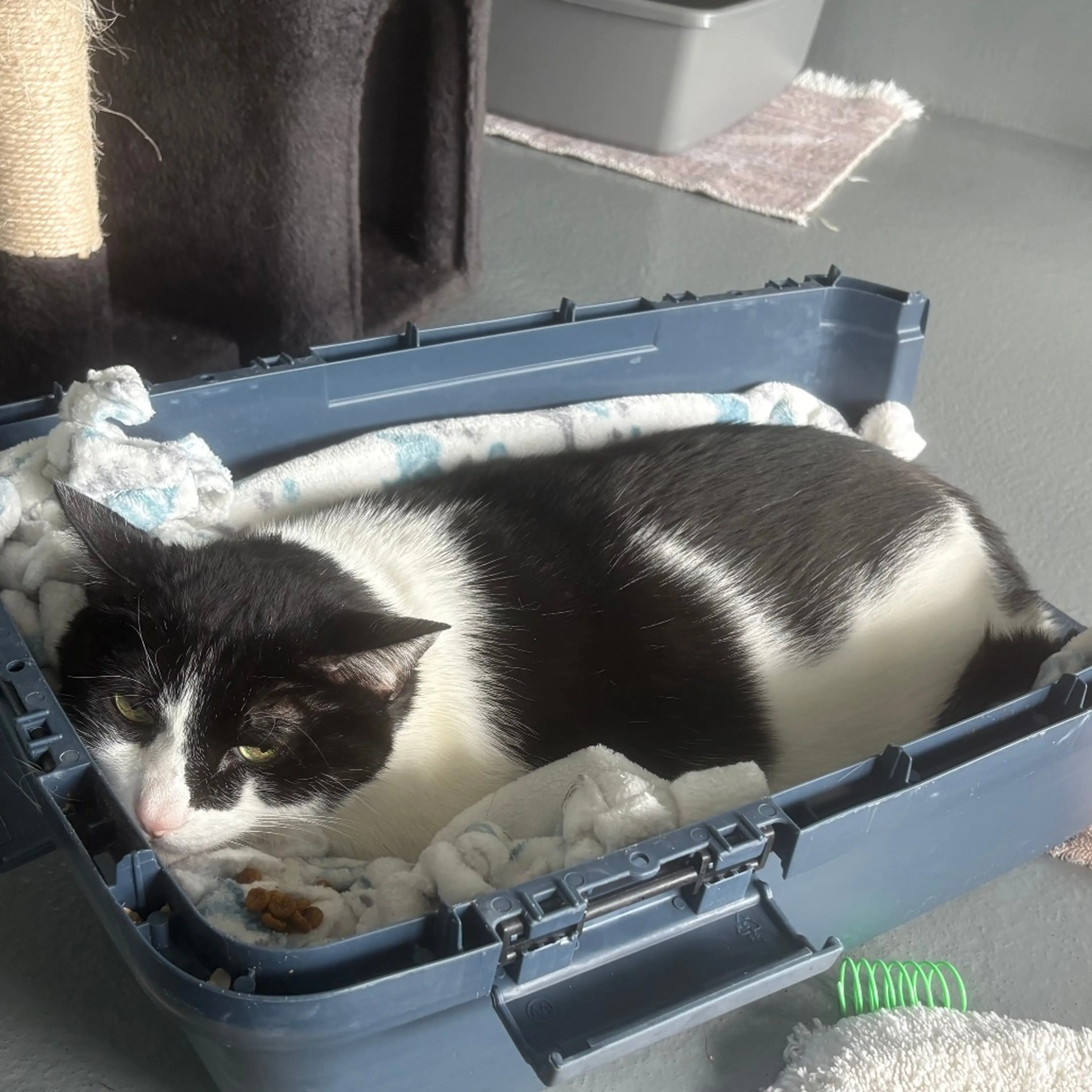Found pet-1