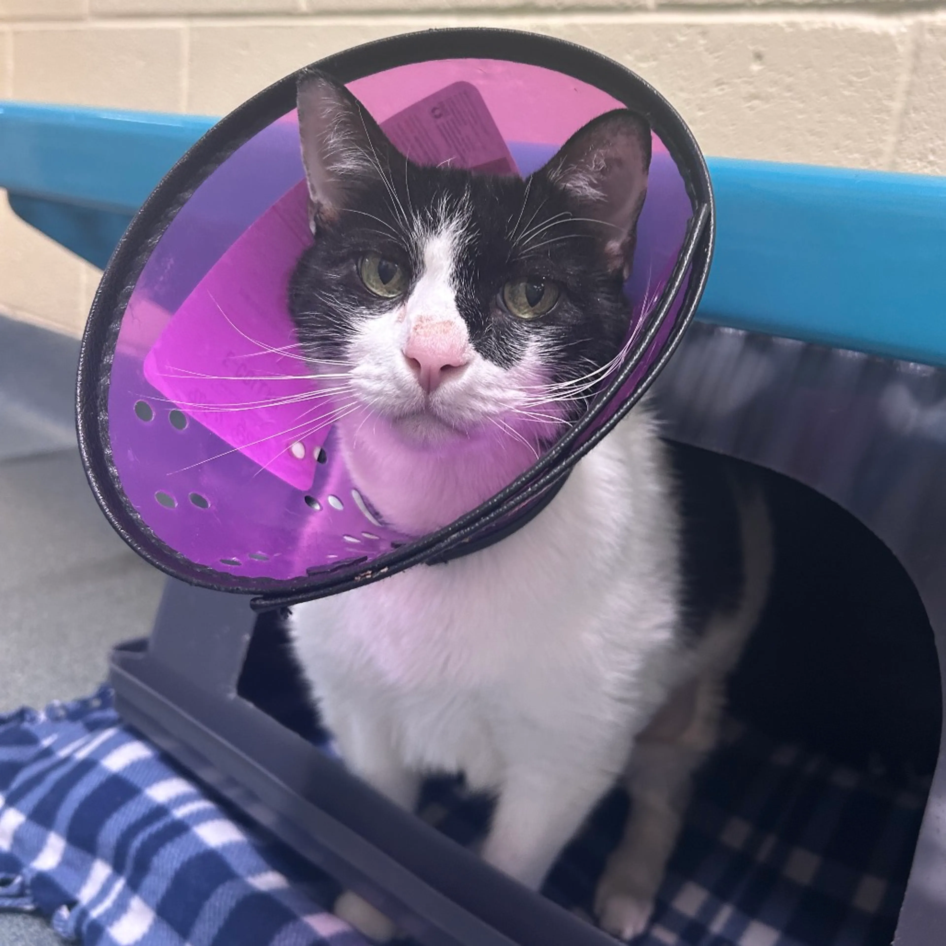 Found pet-3