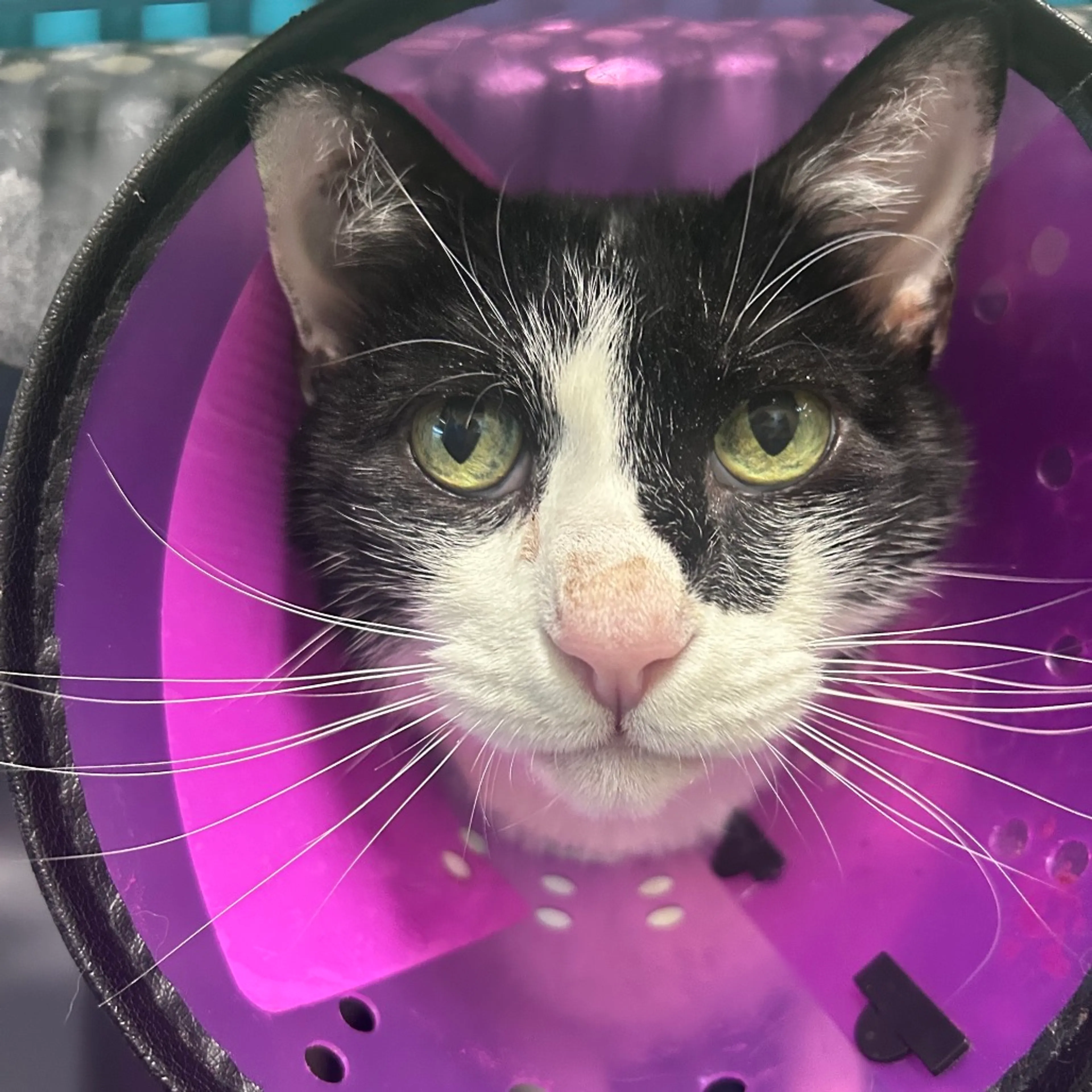 Found pet-2