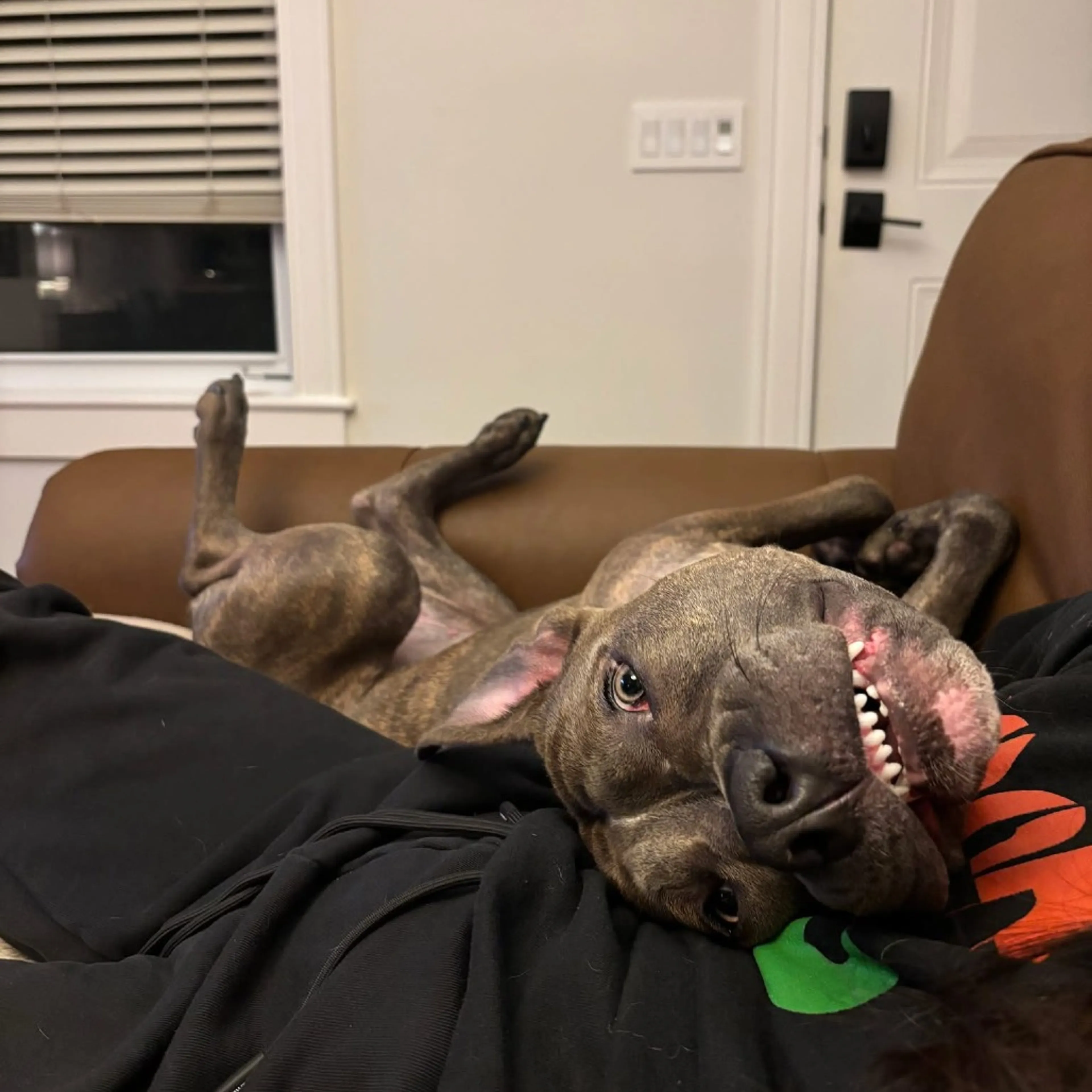 Found pet-2