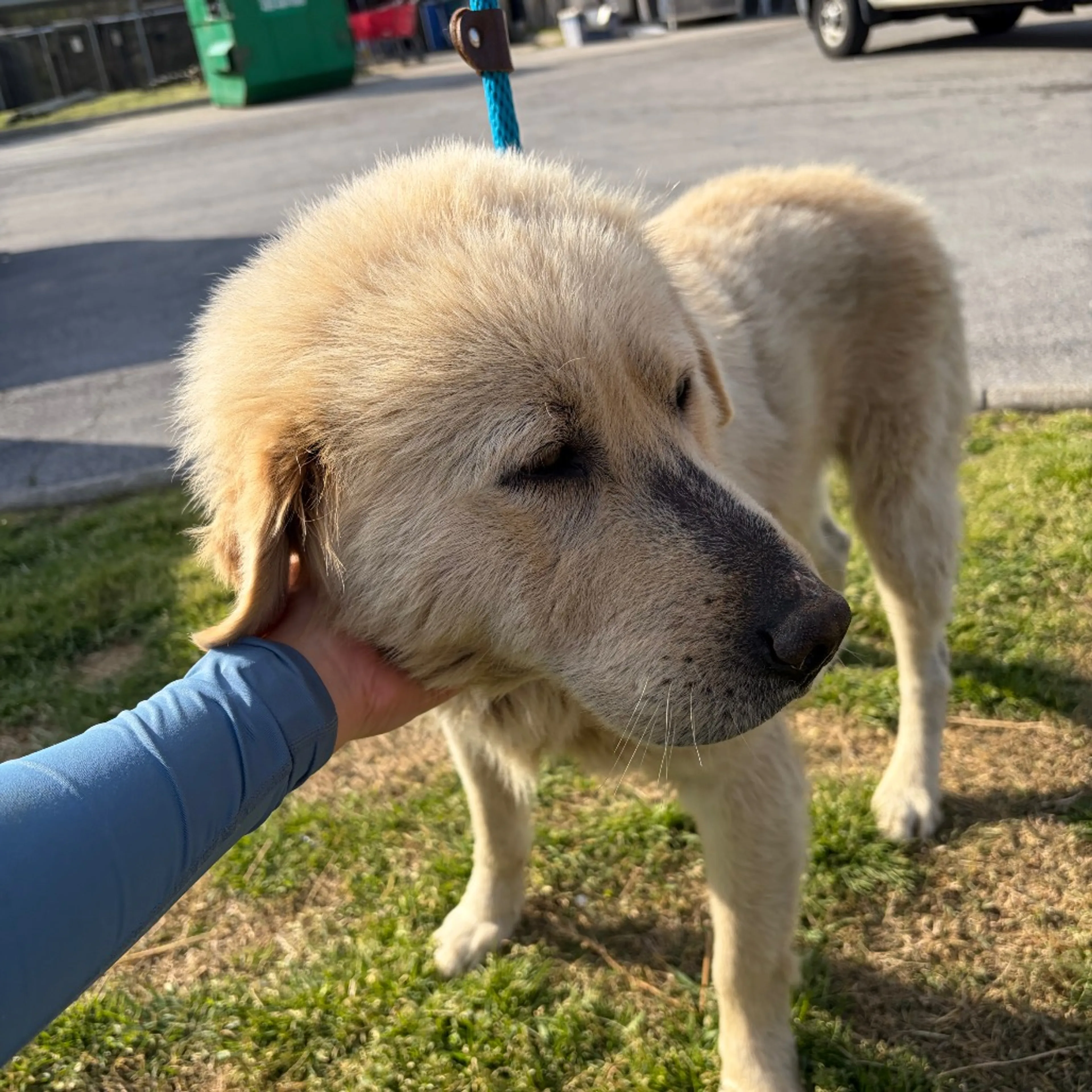 Found pet