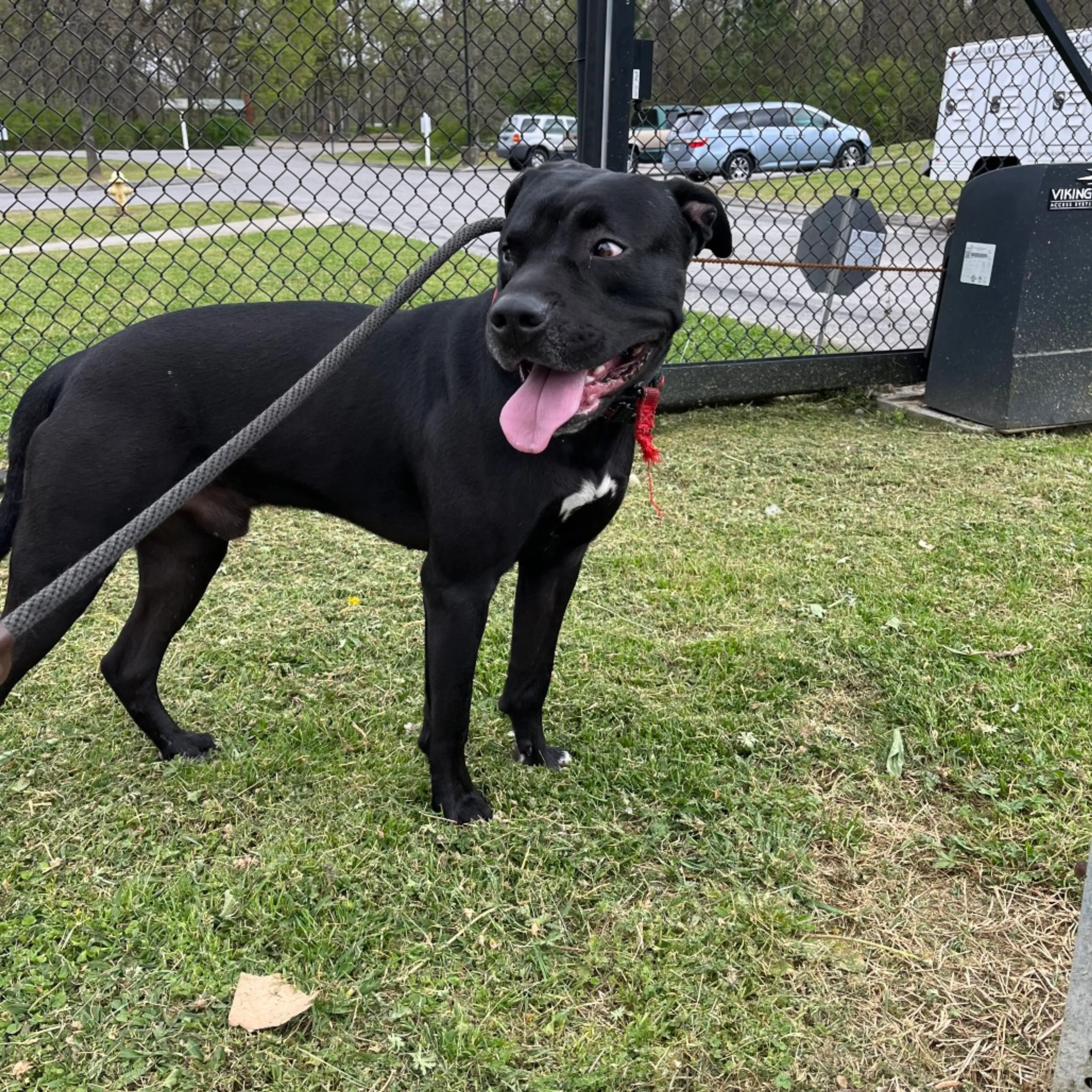 Found pet-1
