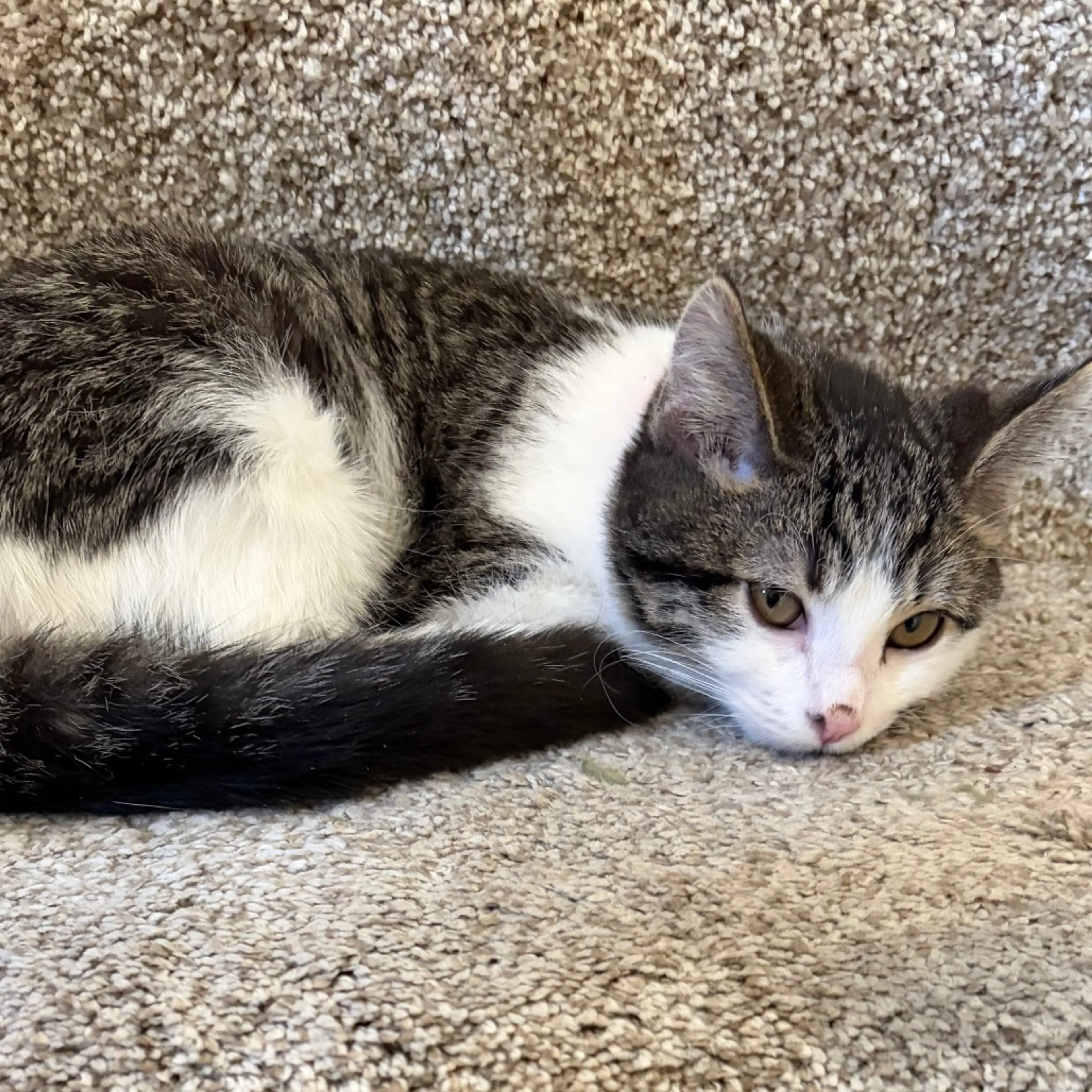 Found pet-3