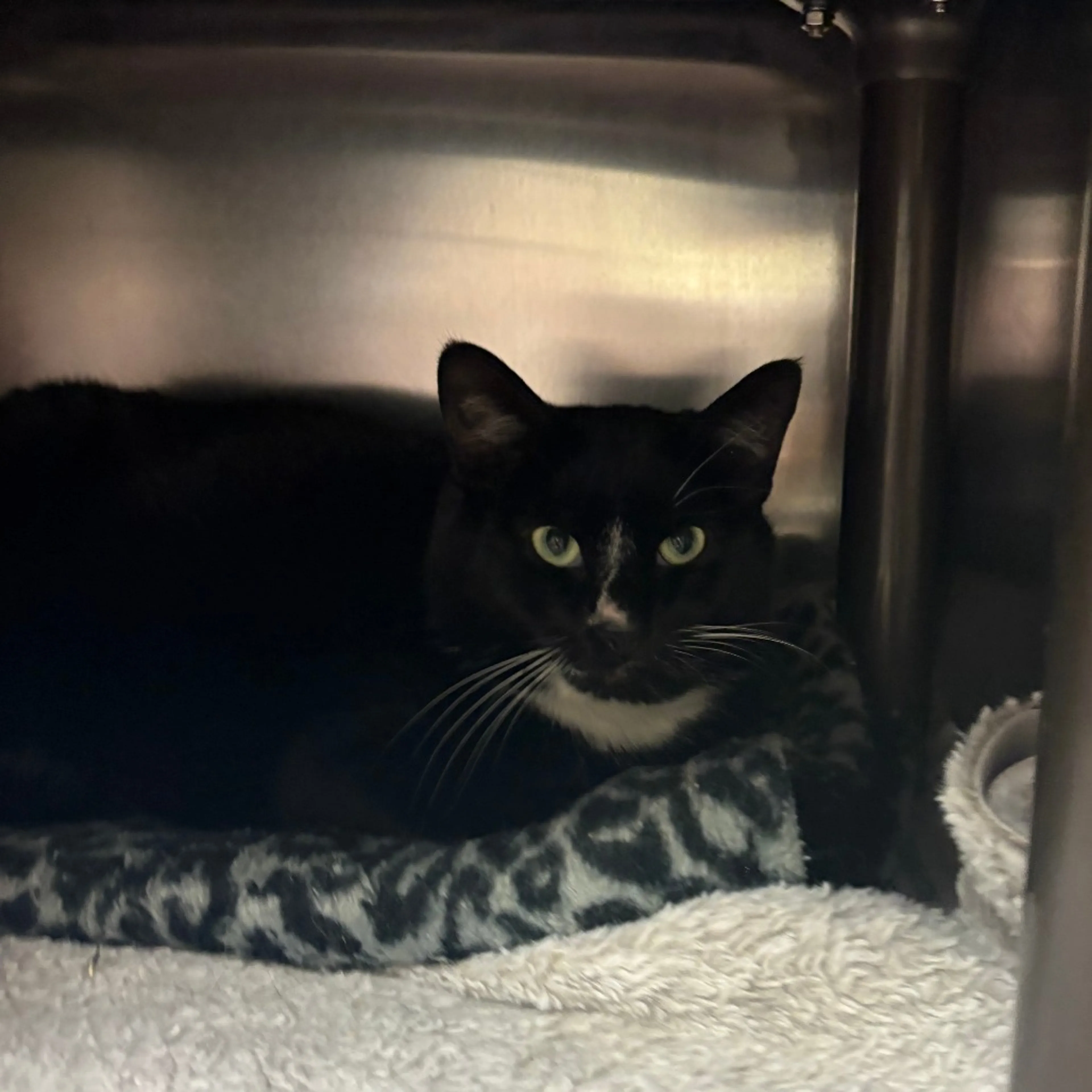 Found pet-3