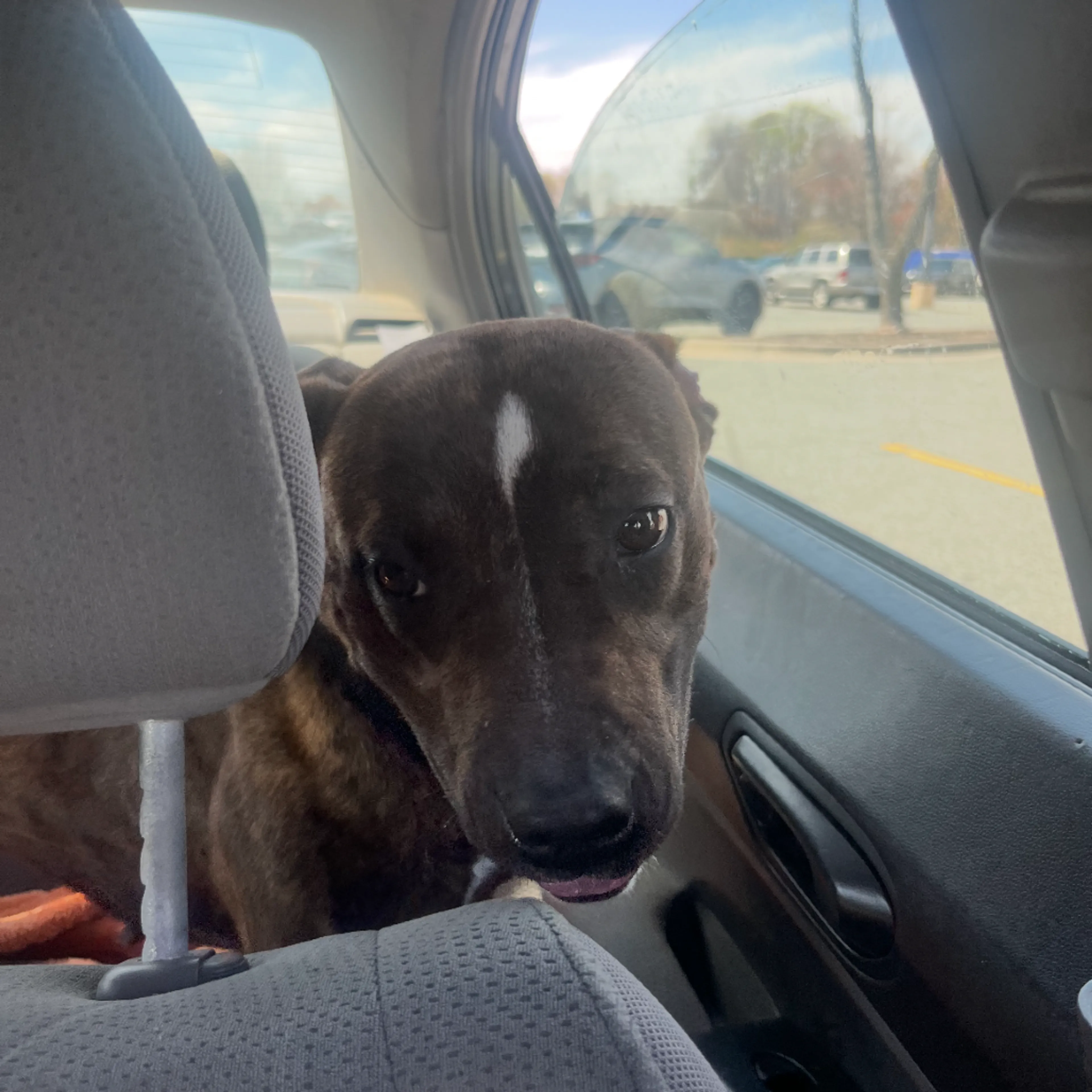 Found pet-1
