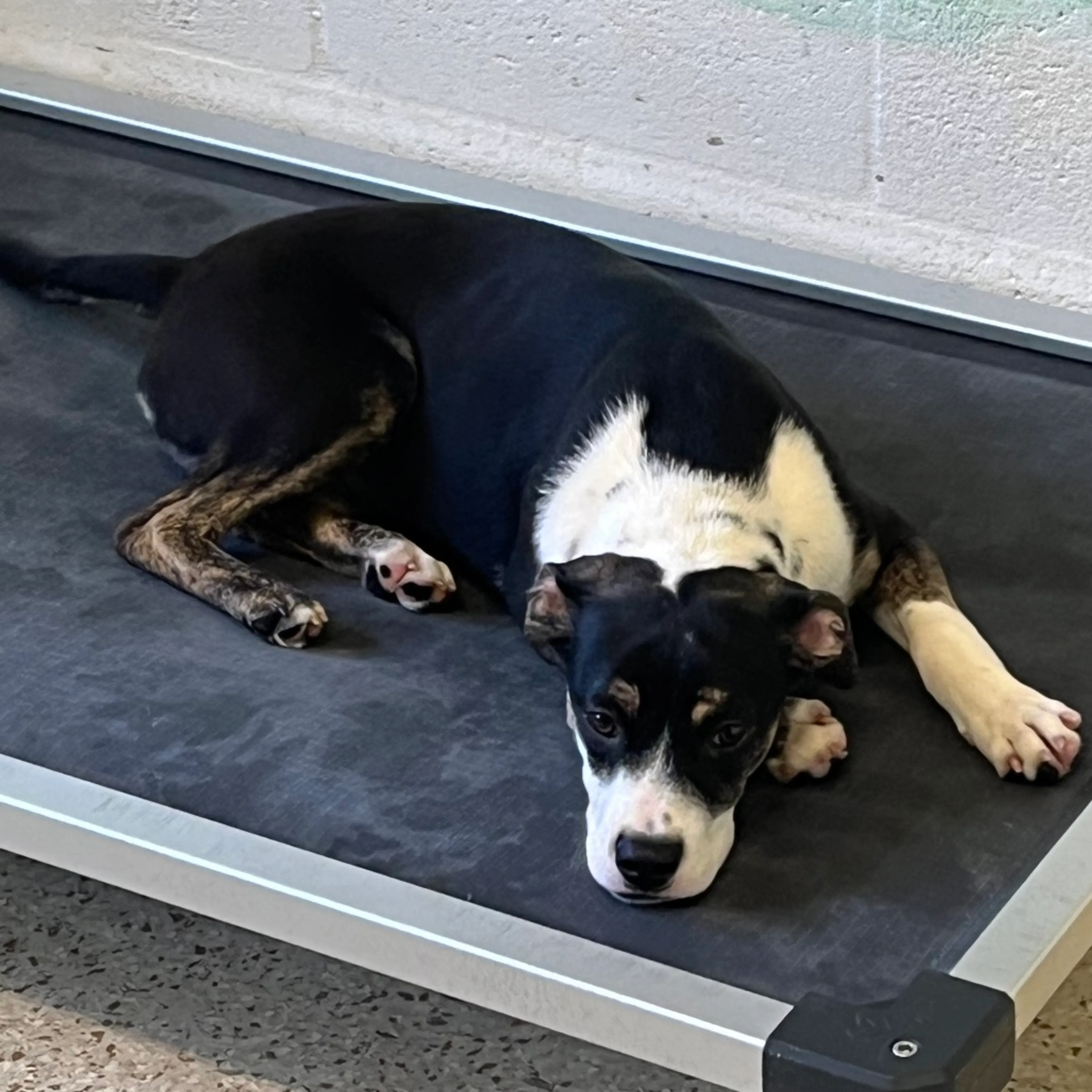 Found pet-1