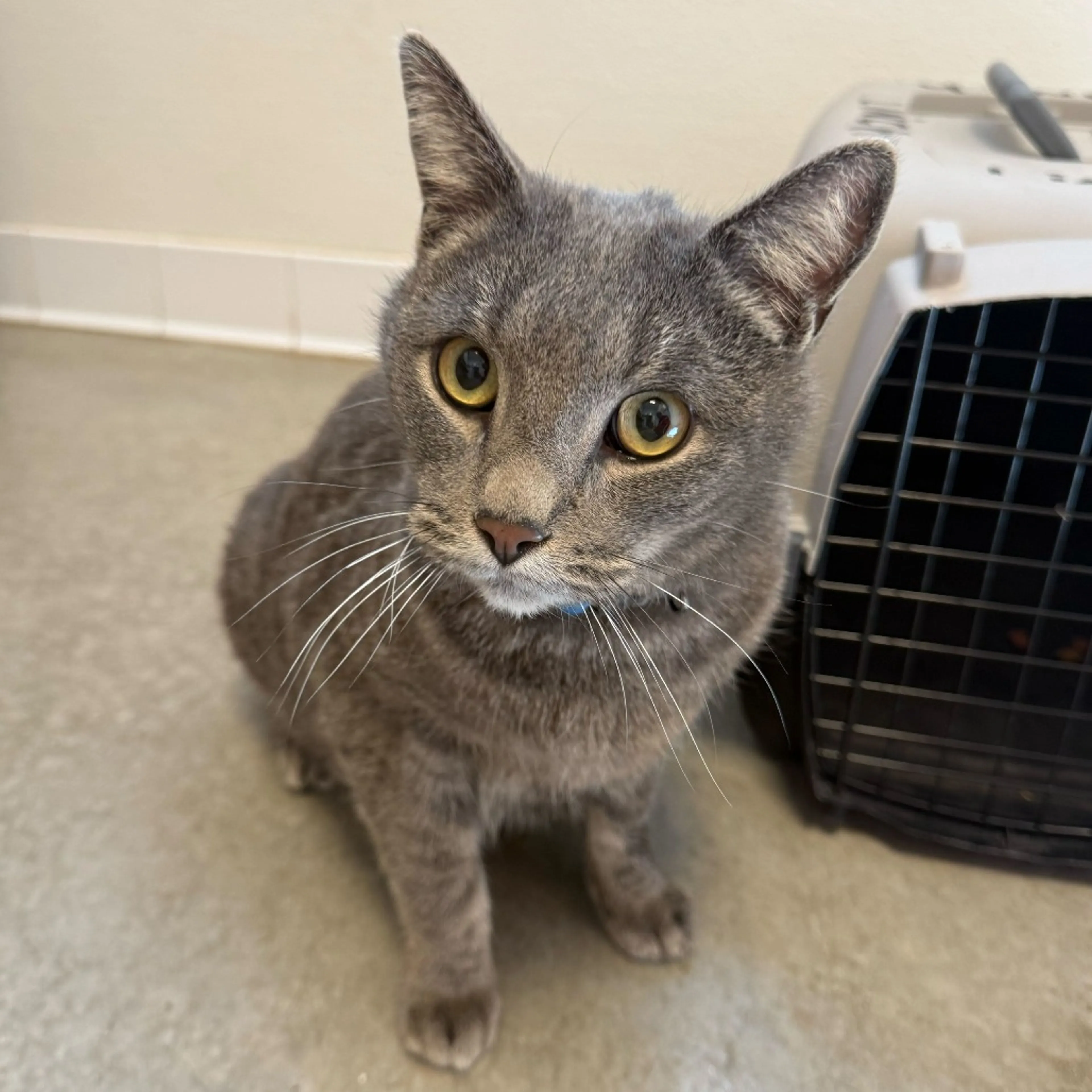 Found pet-4