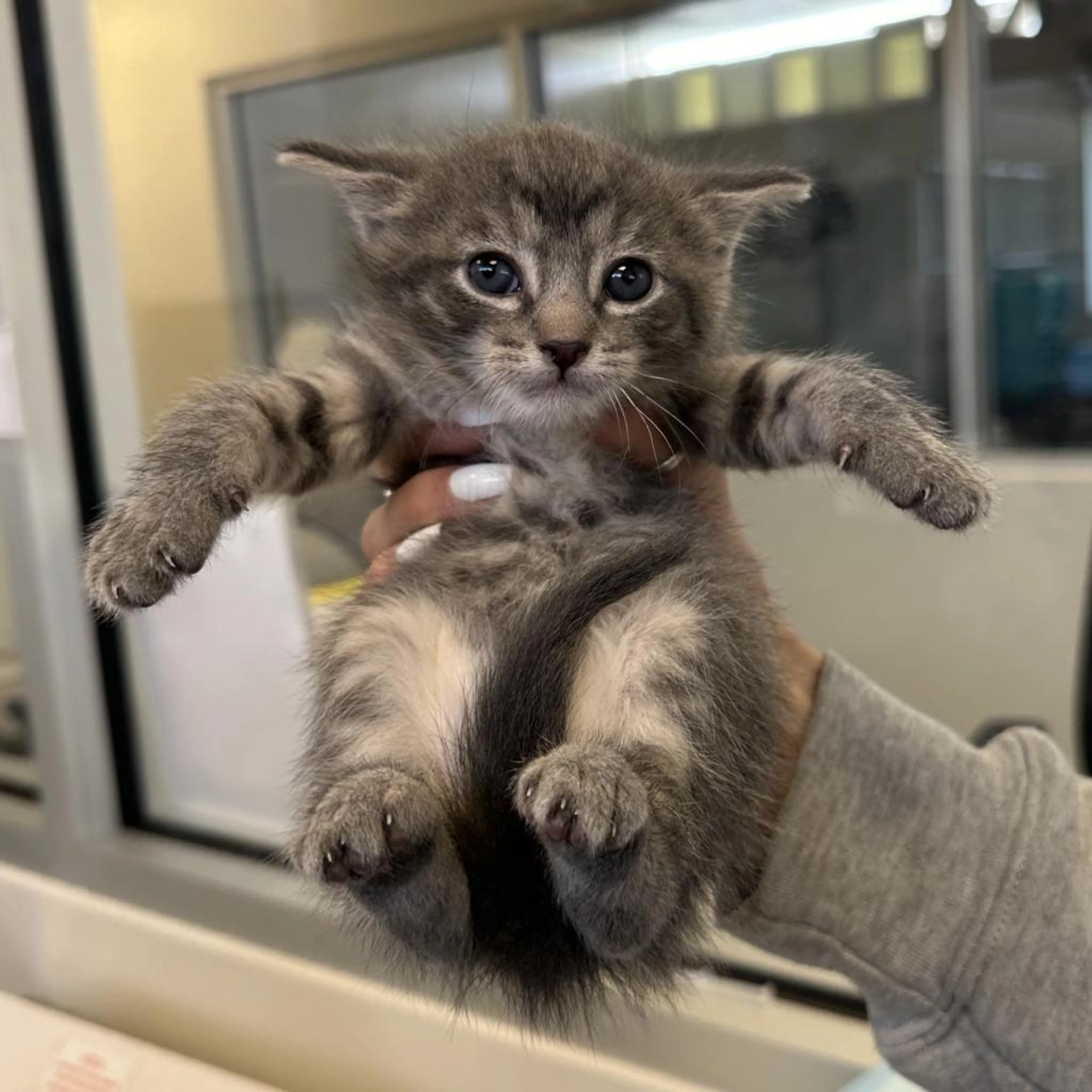 Found pet-2