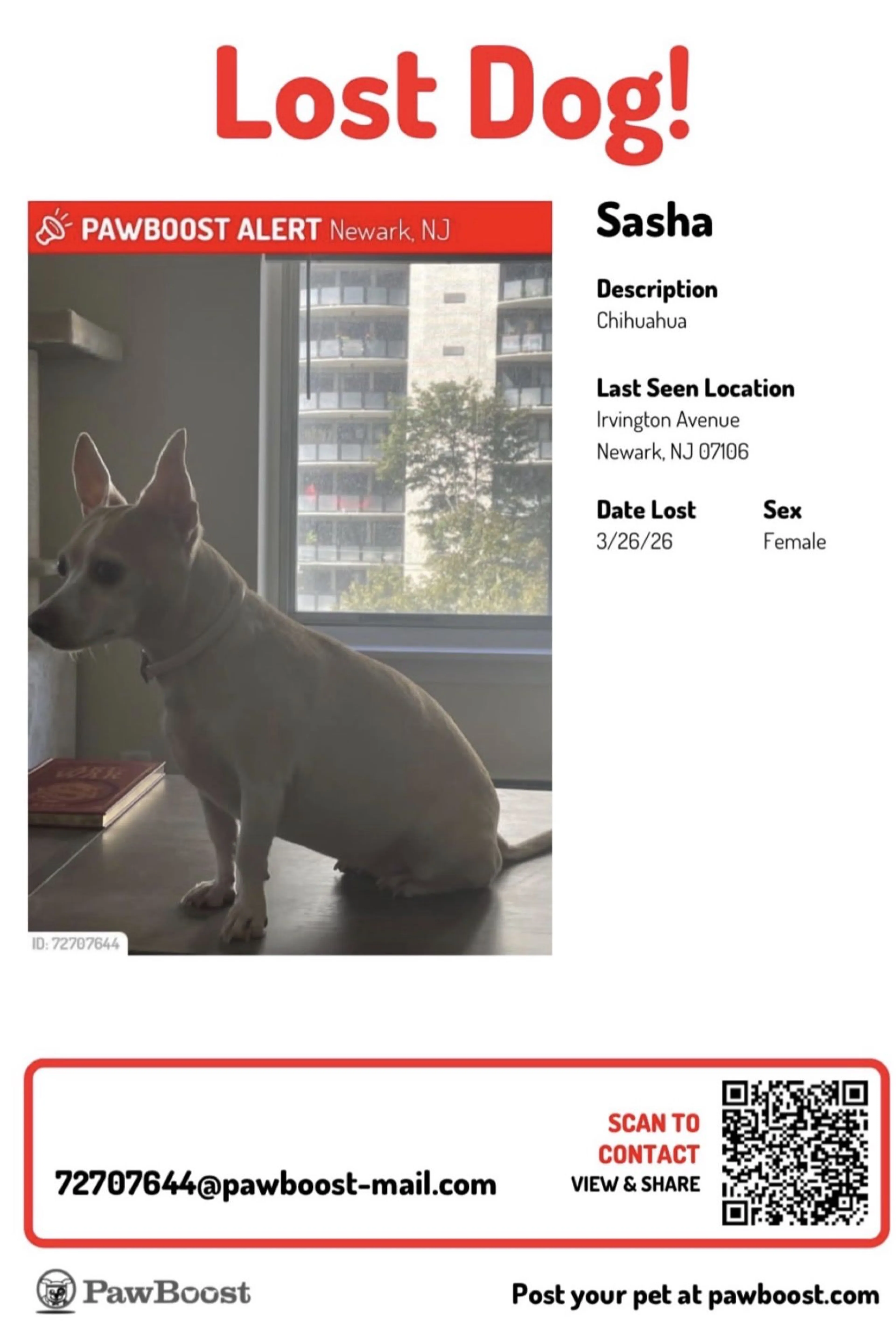 Lost pet-1