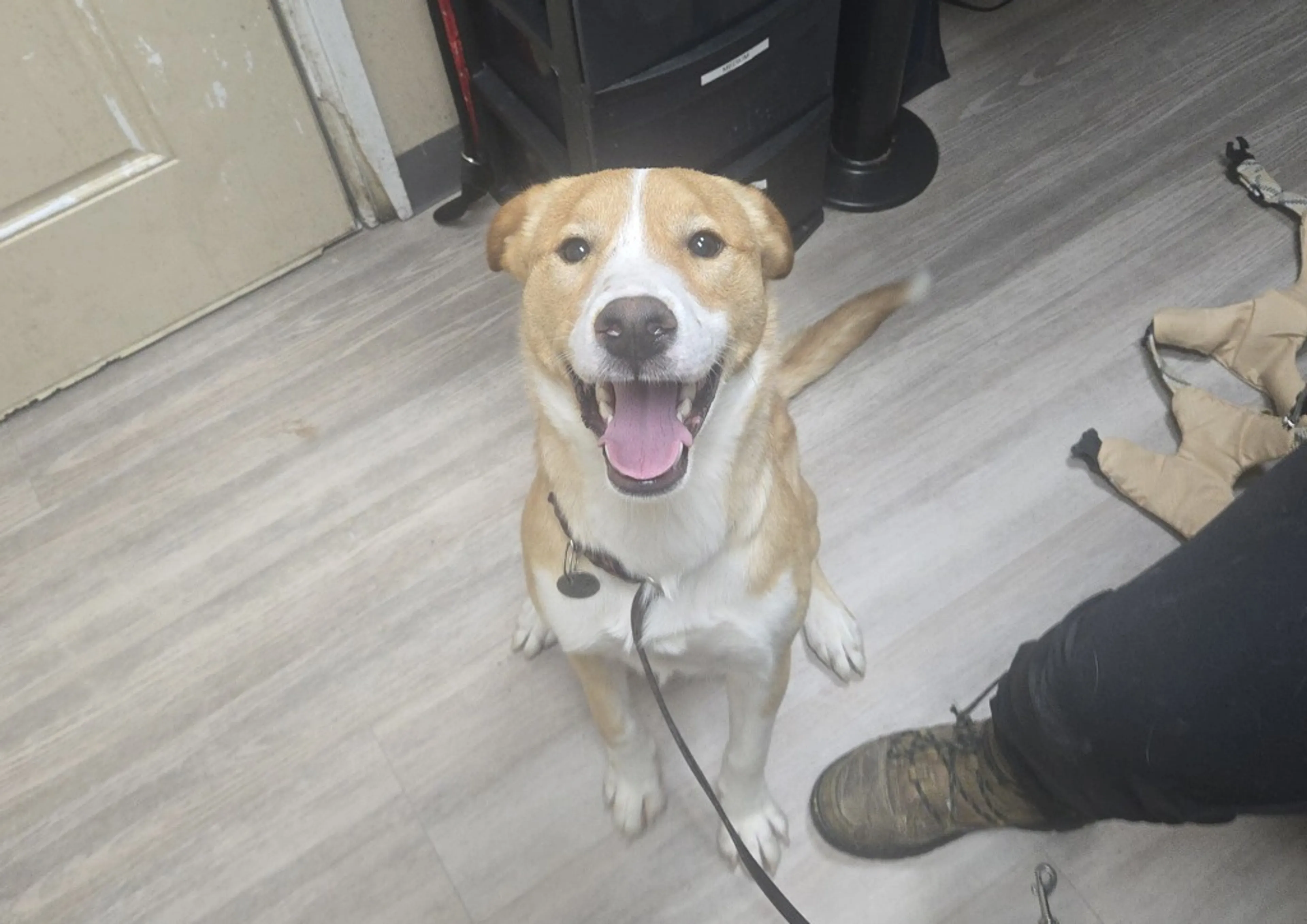 Found pet-1