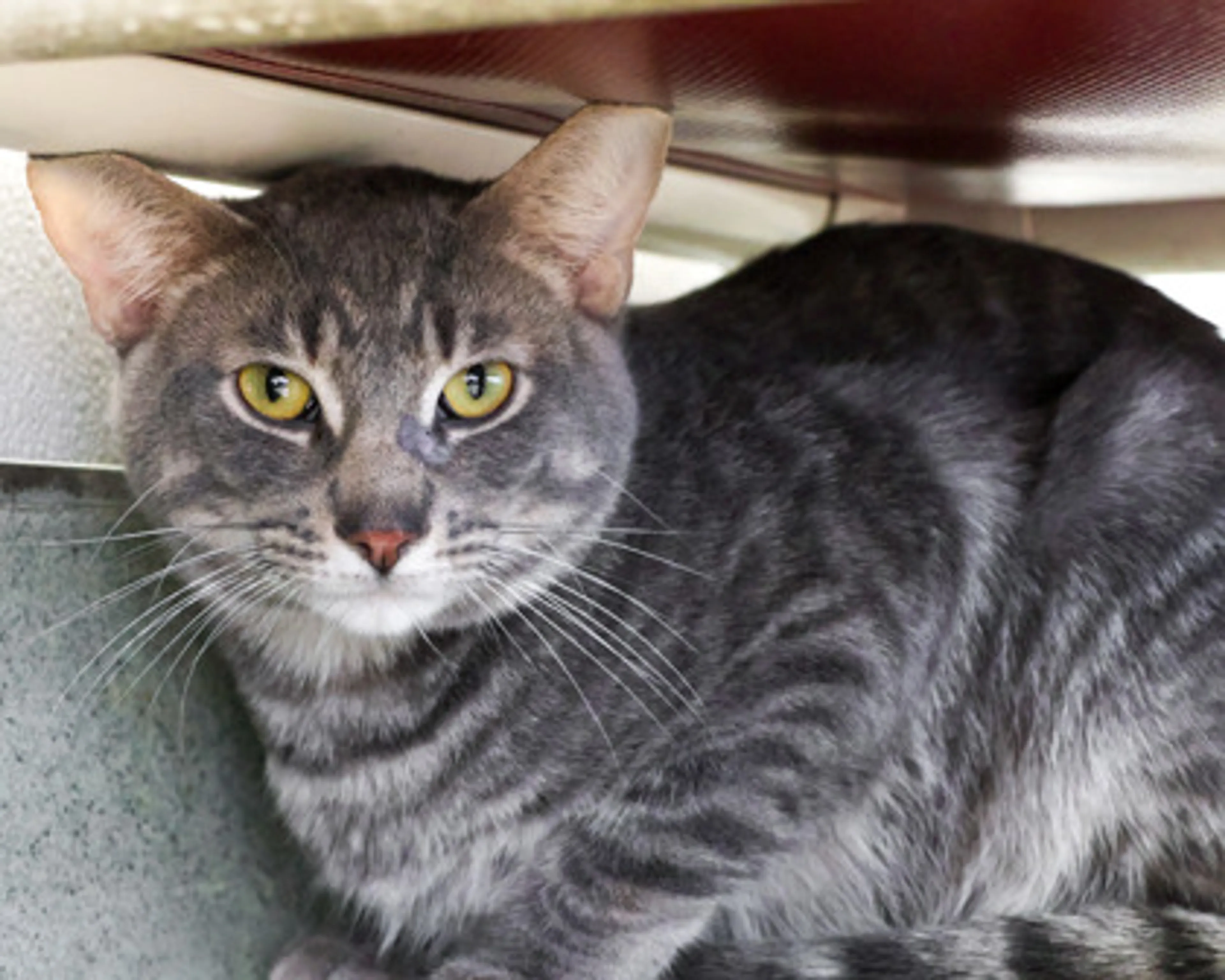Found pet-2