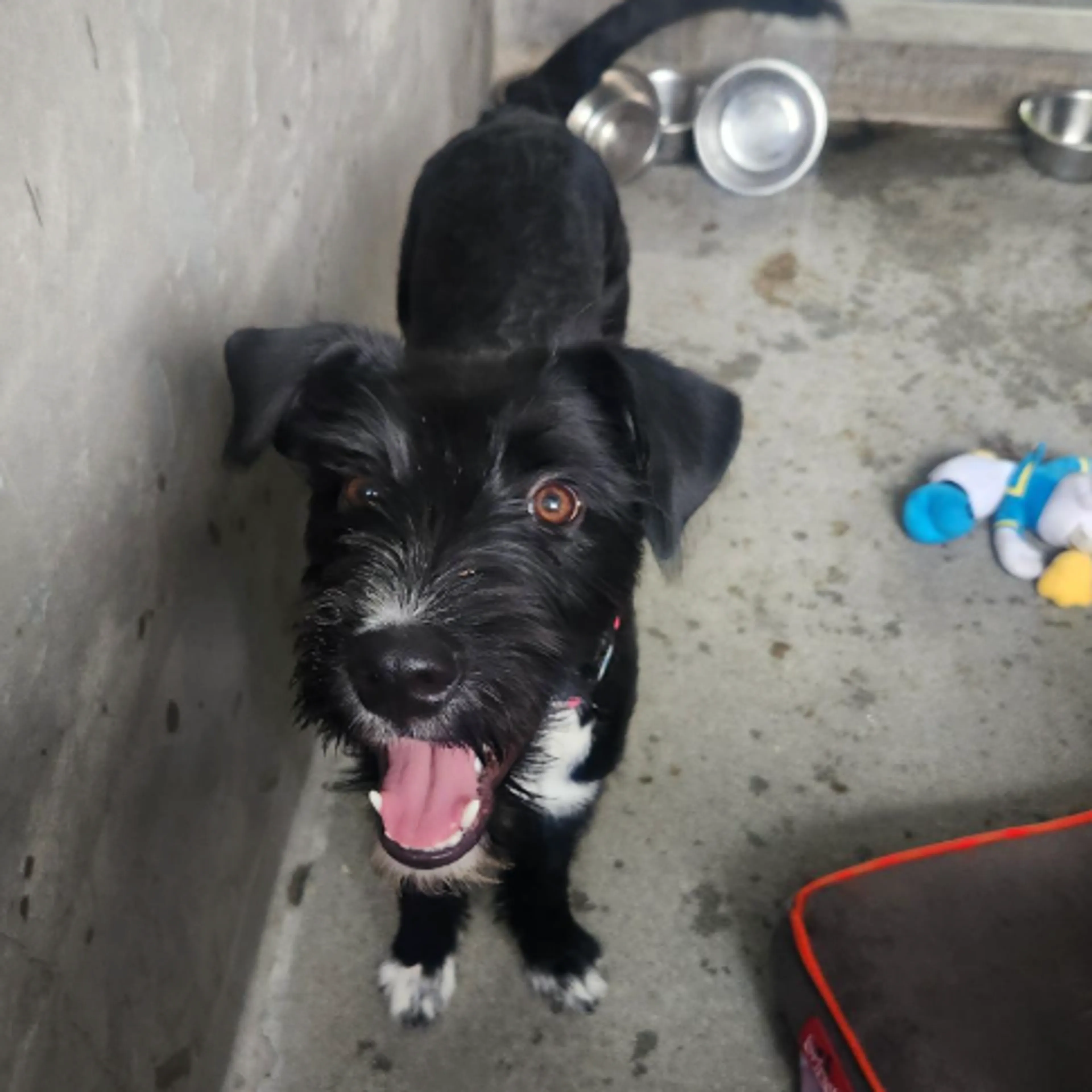 Found pet-1