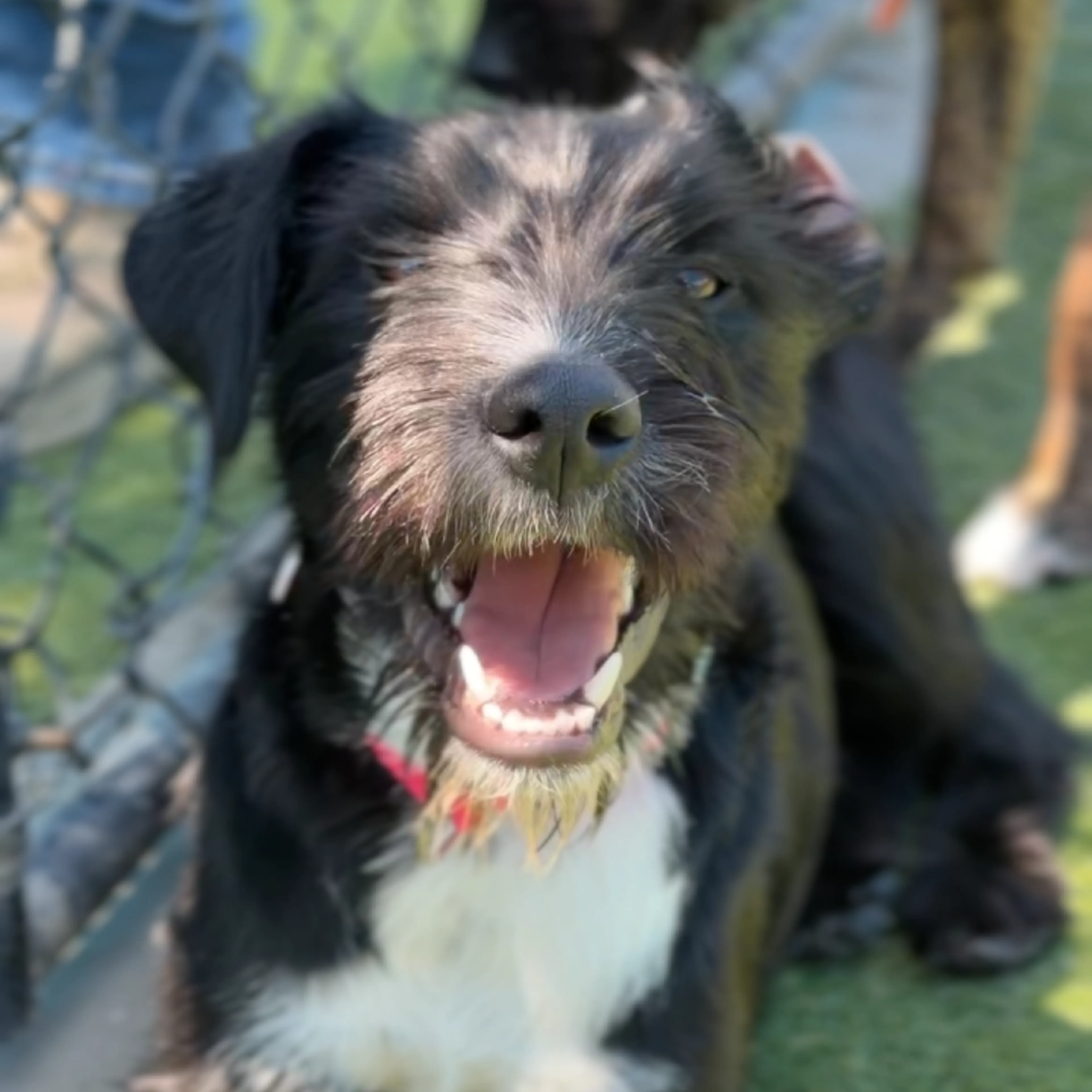 Found pet-4