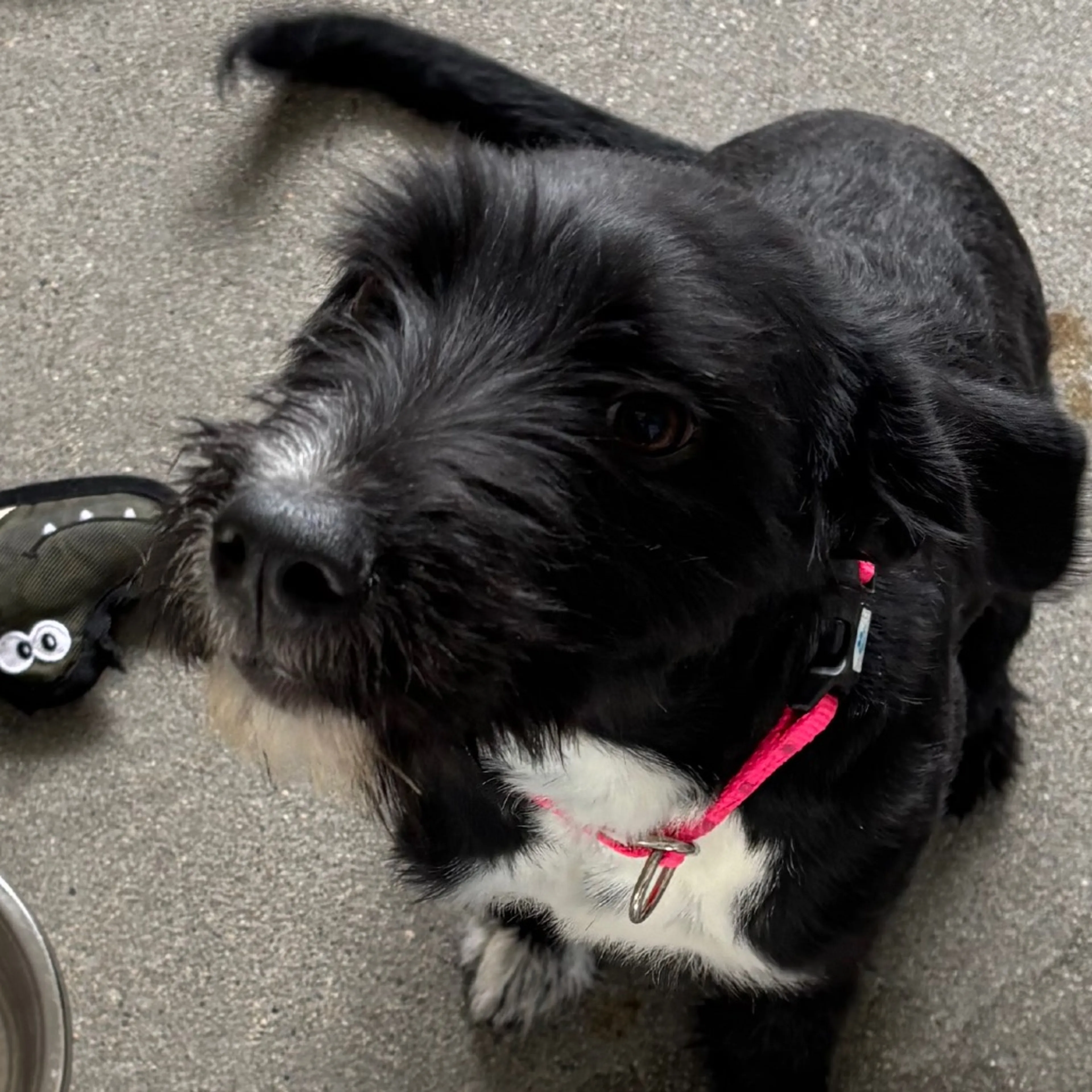 Found pet-2