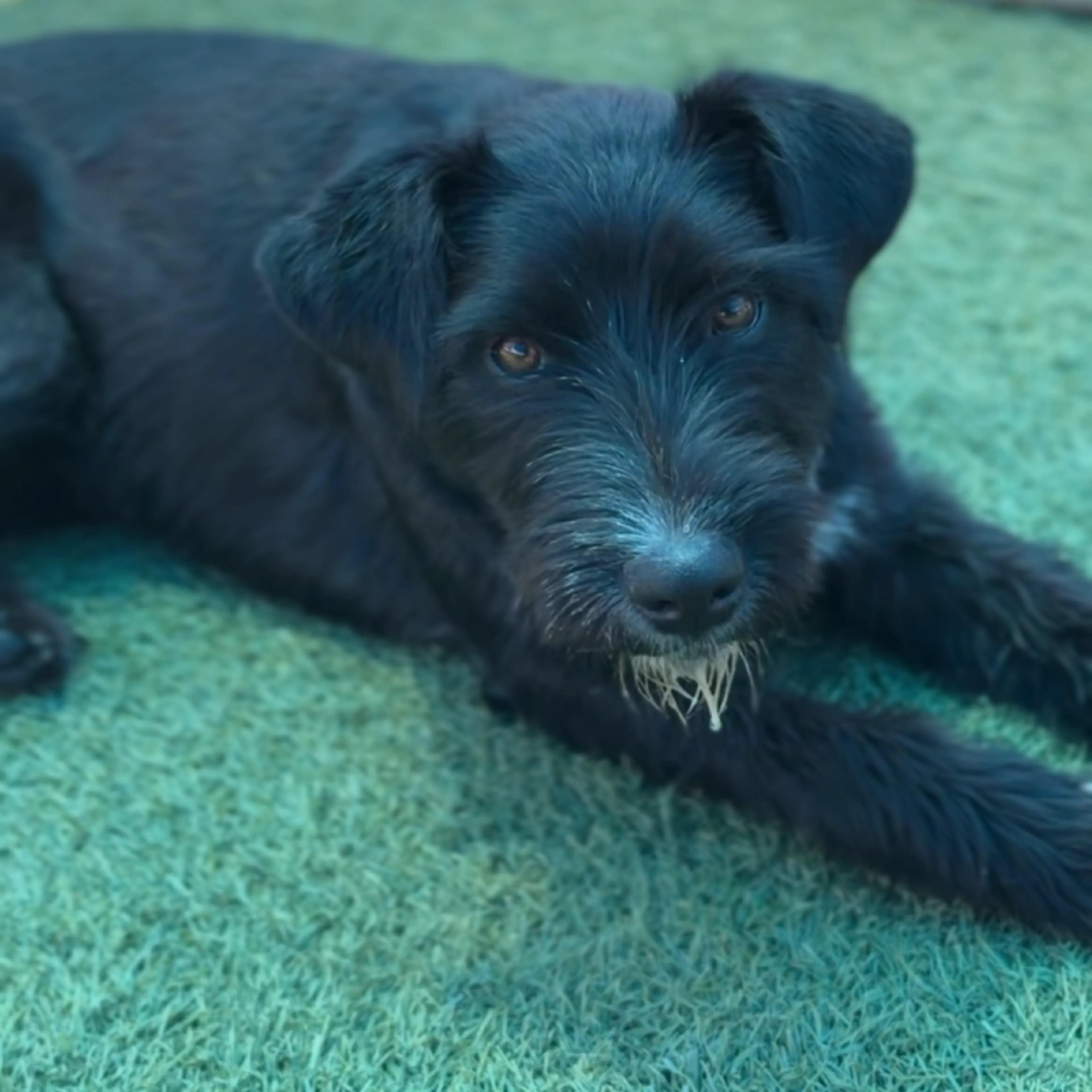 Found pet-5
