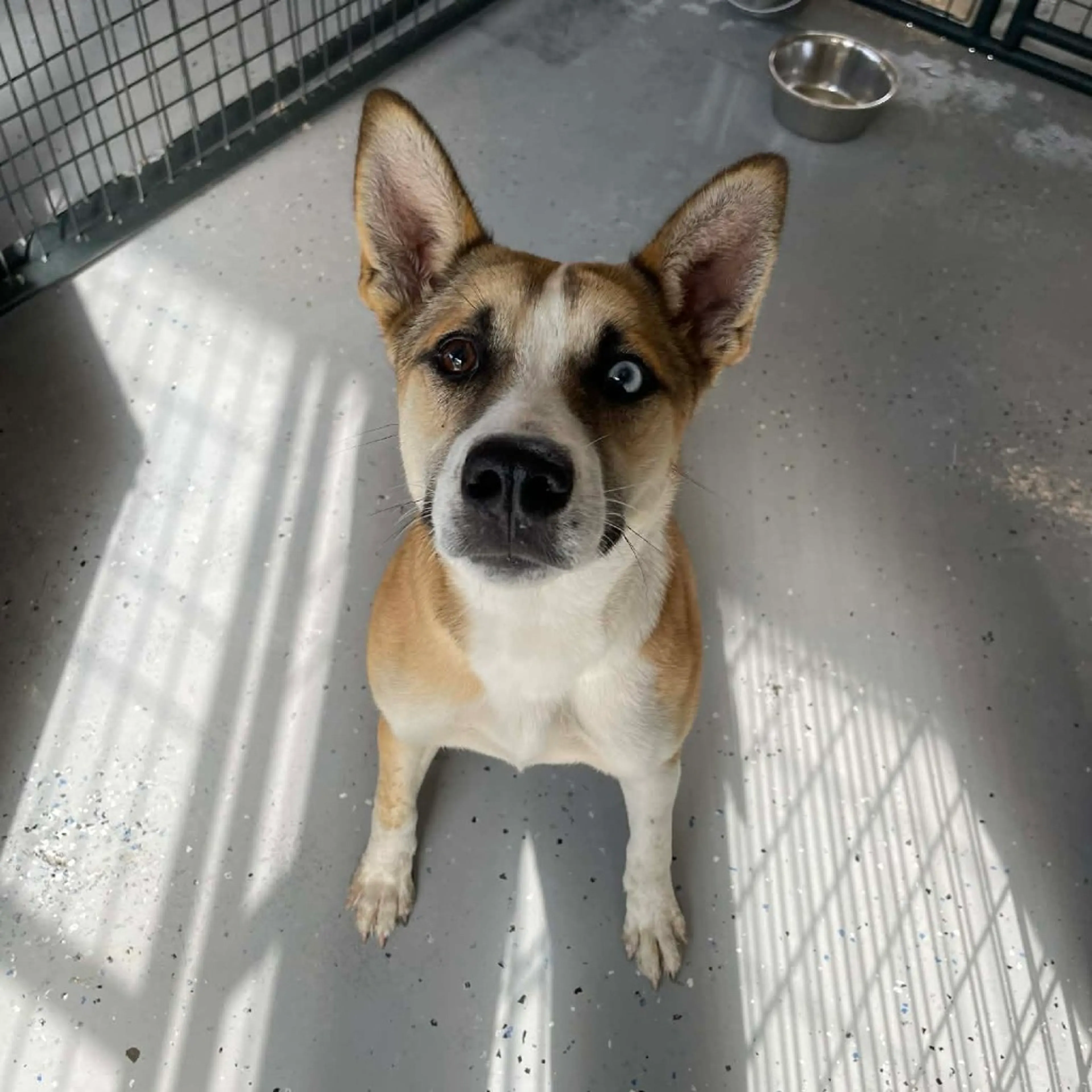 Found pet
