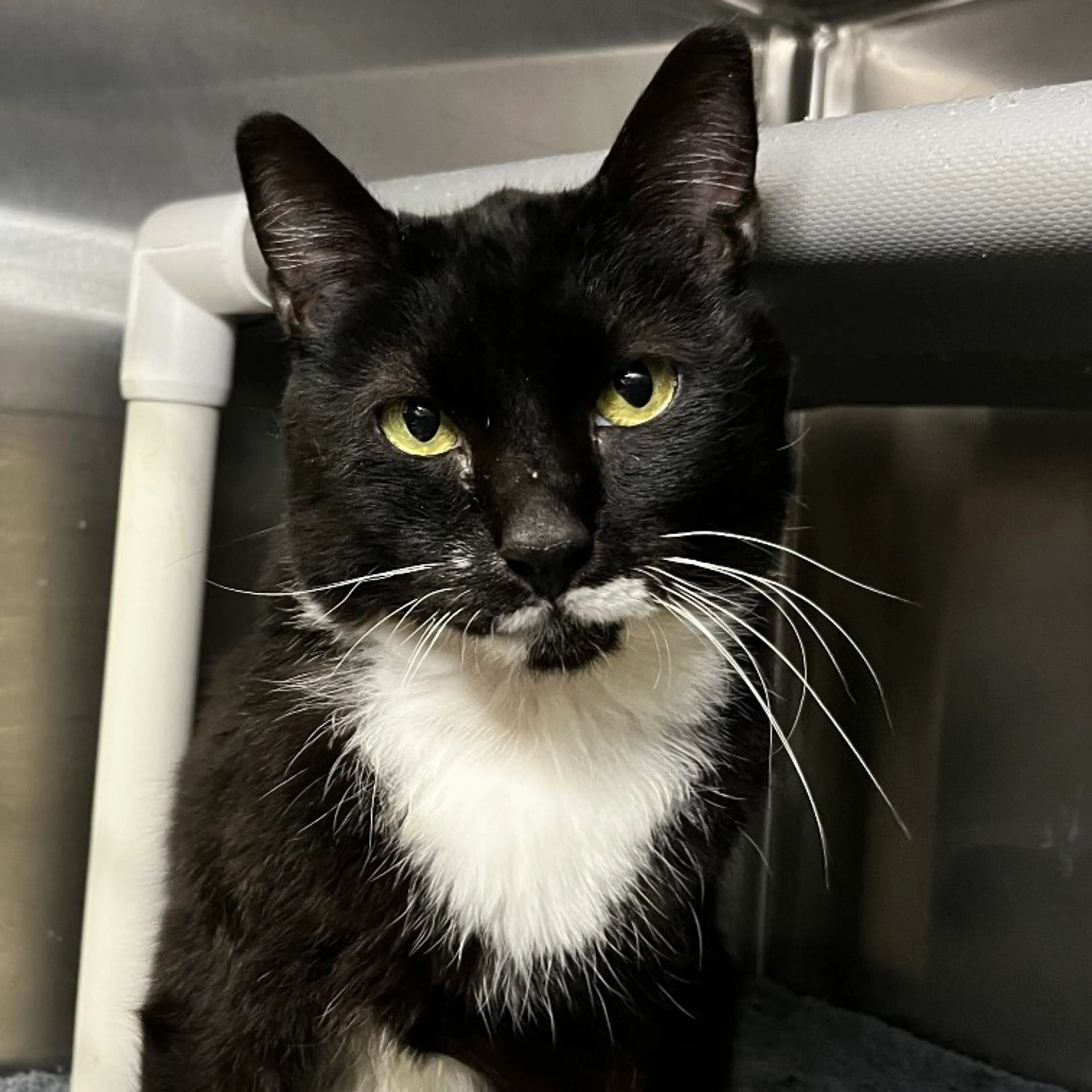 Found pet-1