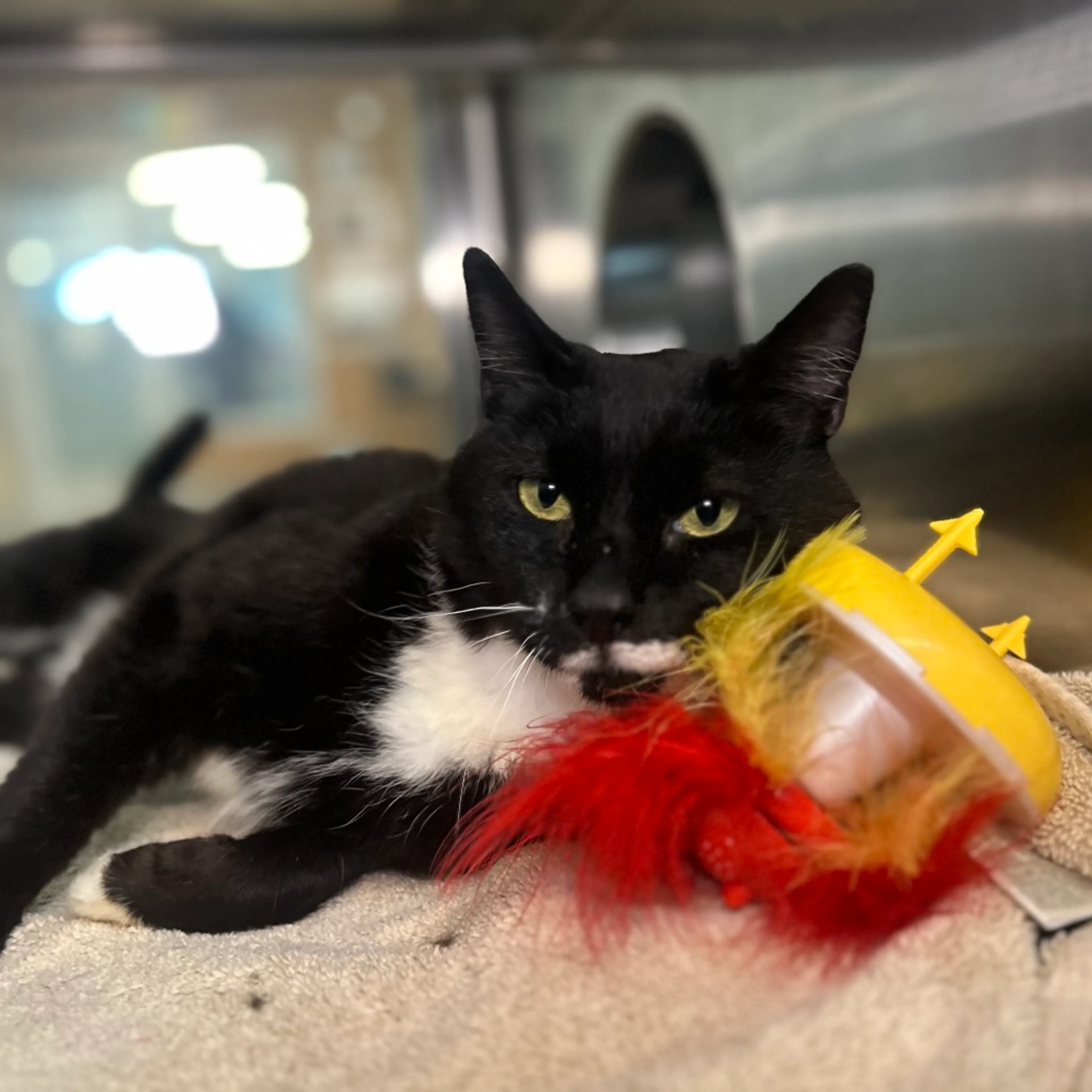 Found pet-0