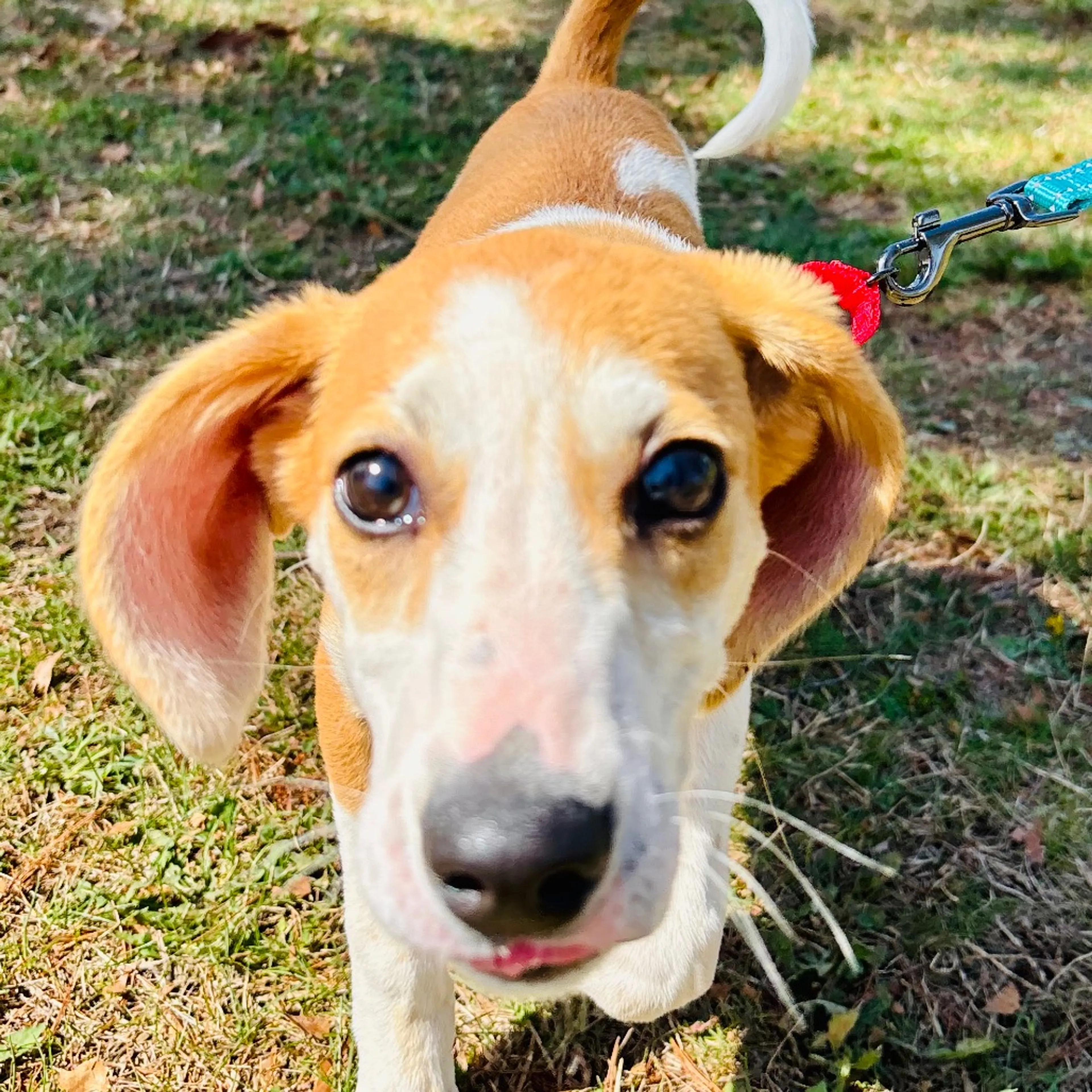 Found pet-3