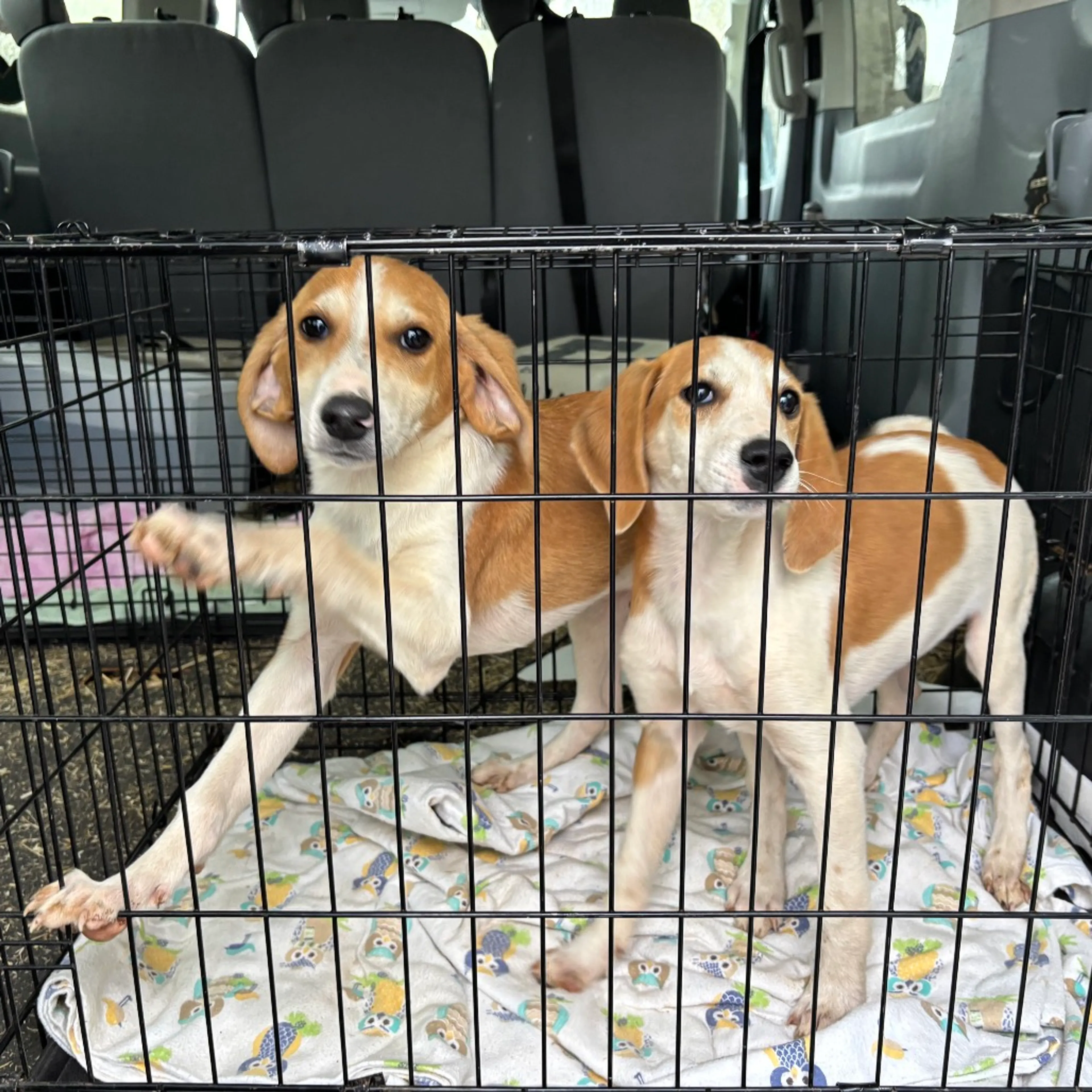 Found pet-1