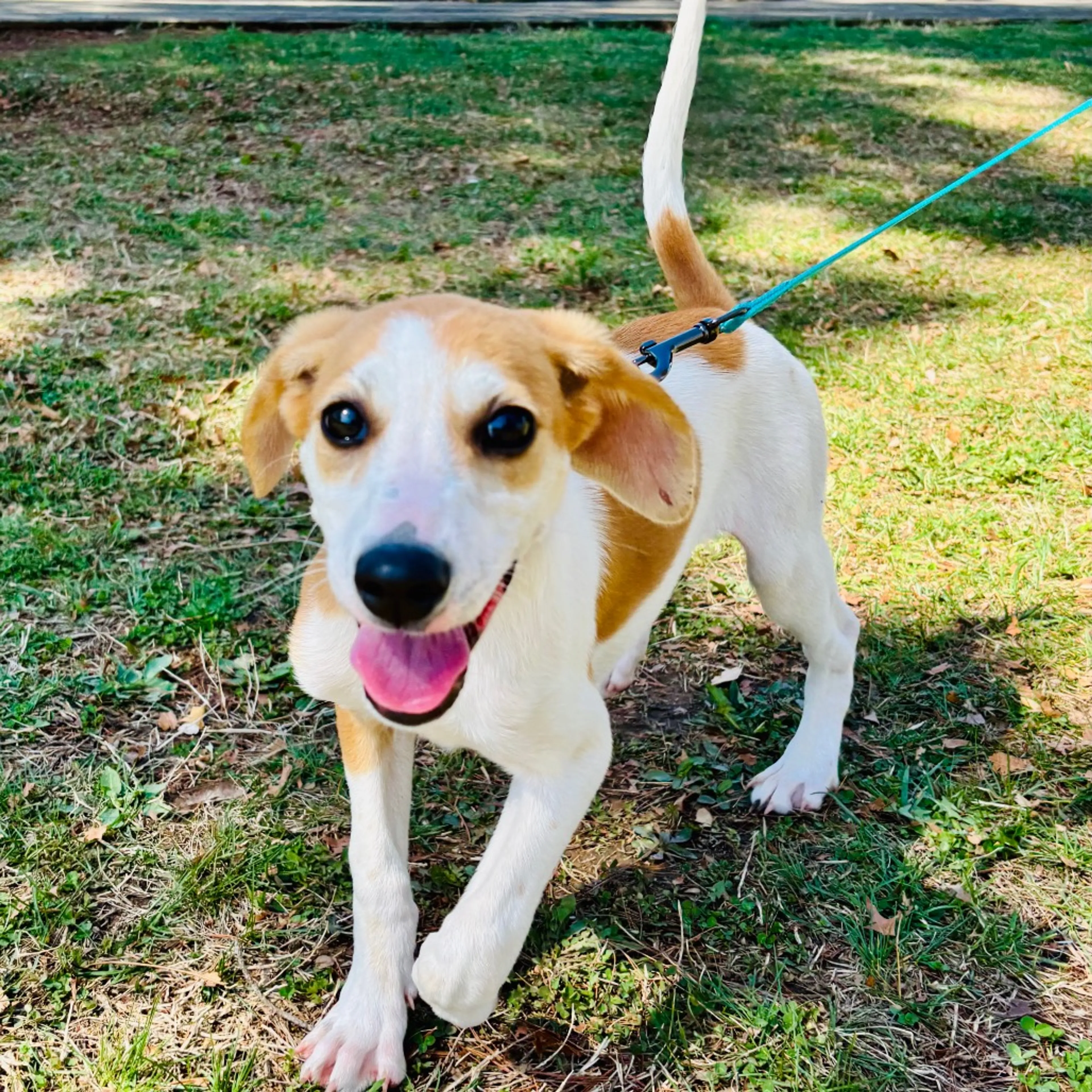 Found pet-4