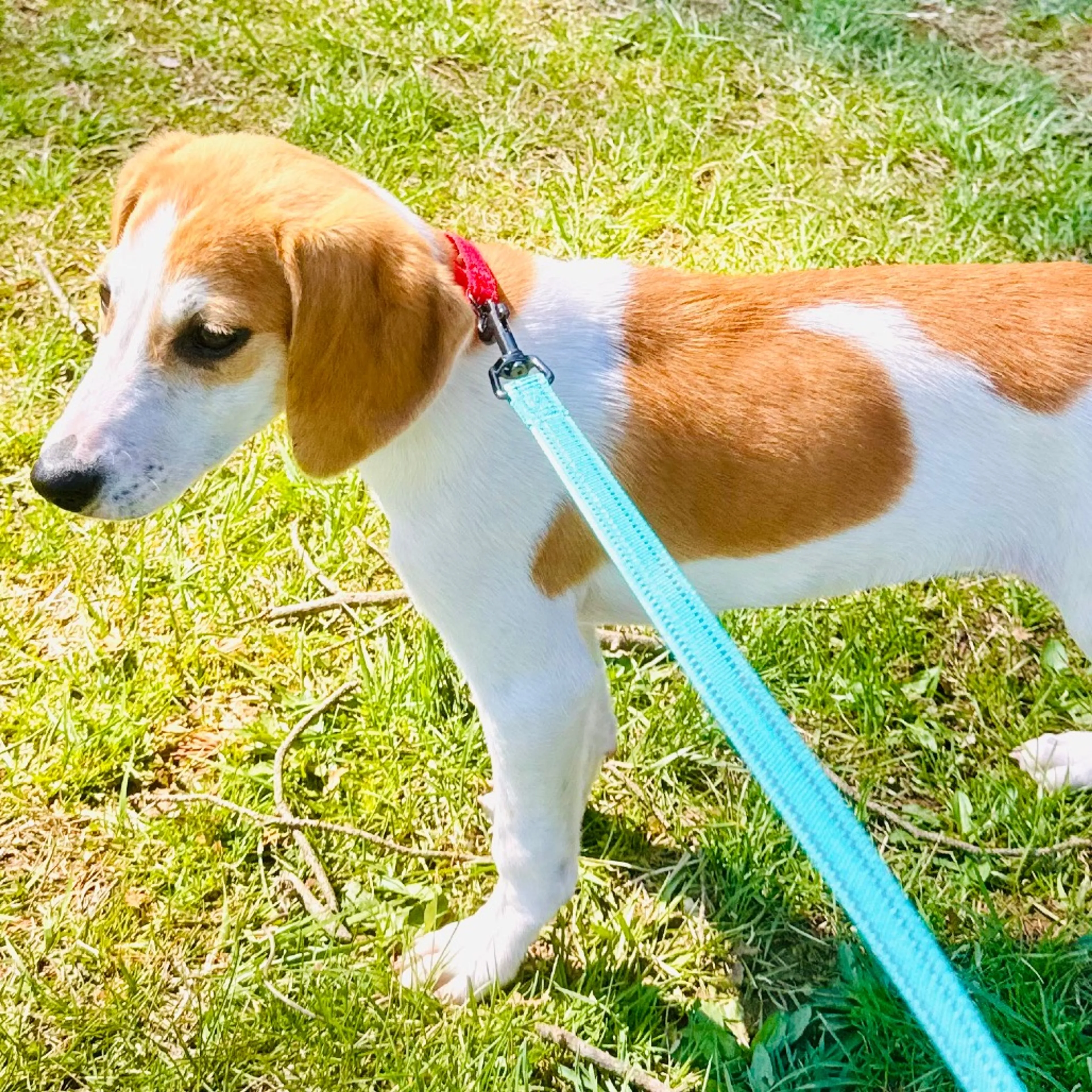 Found pet-2
